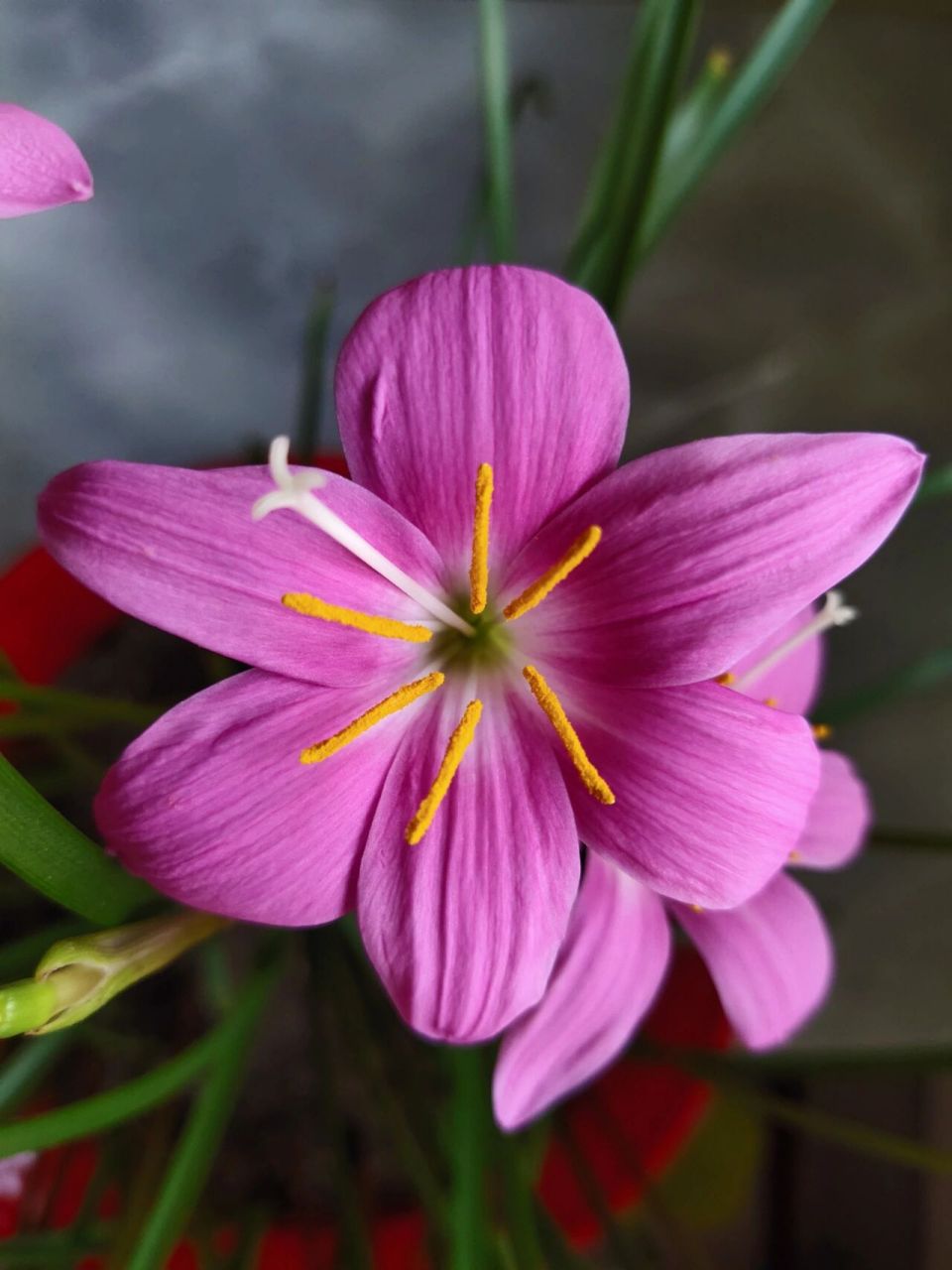 韭兰开花也很美 韭兰盛花期,原相机拍摄,无美颜无滤镜