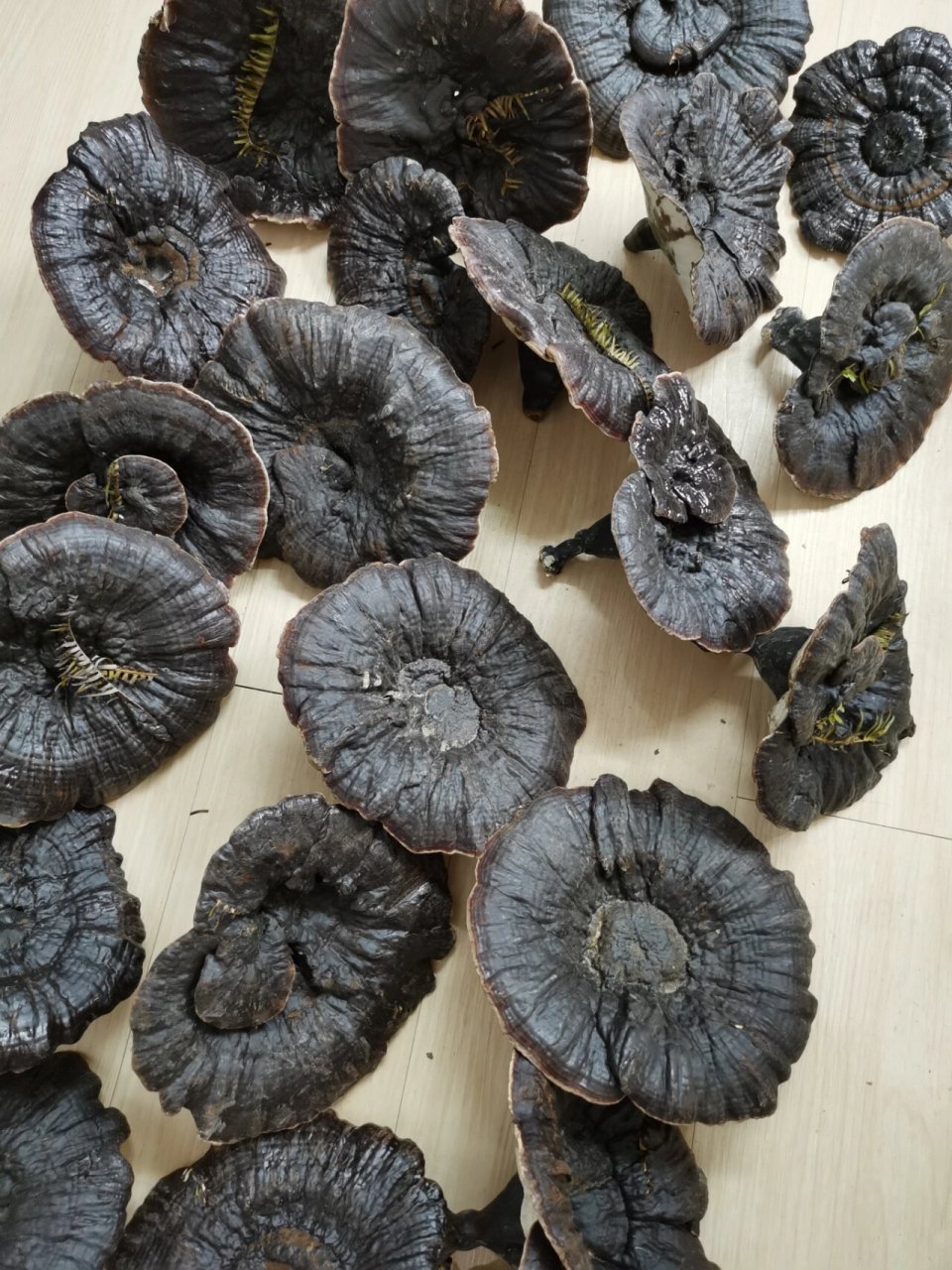 睡眠质量不好的人,不妨试试灵芝黄芪茶饮 灵芝有补气安神,保肝护肝