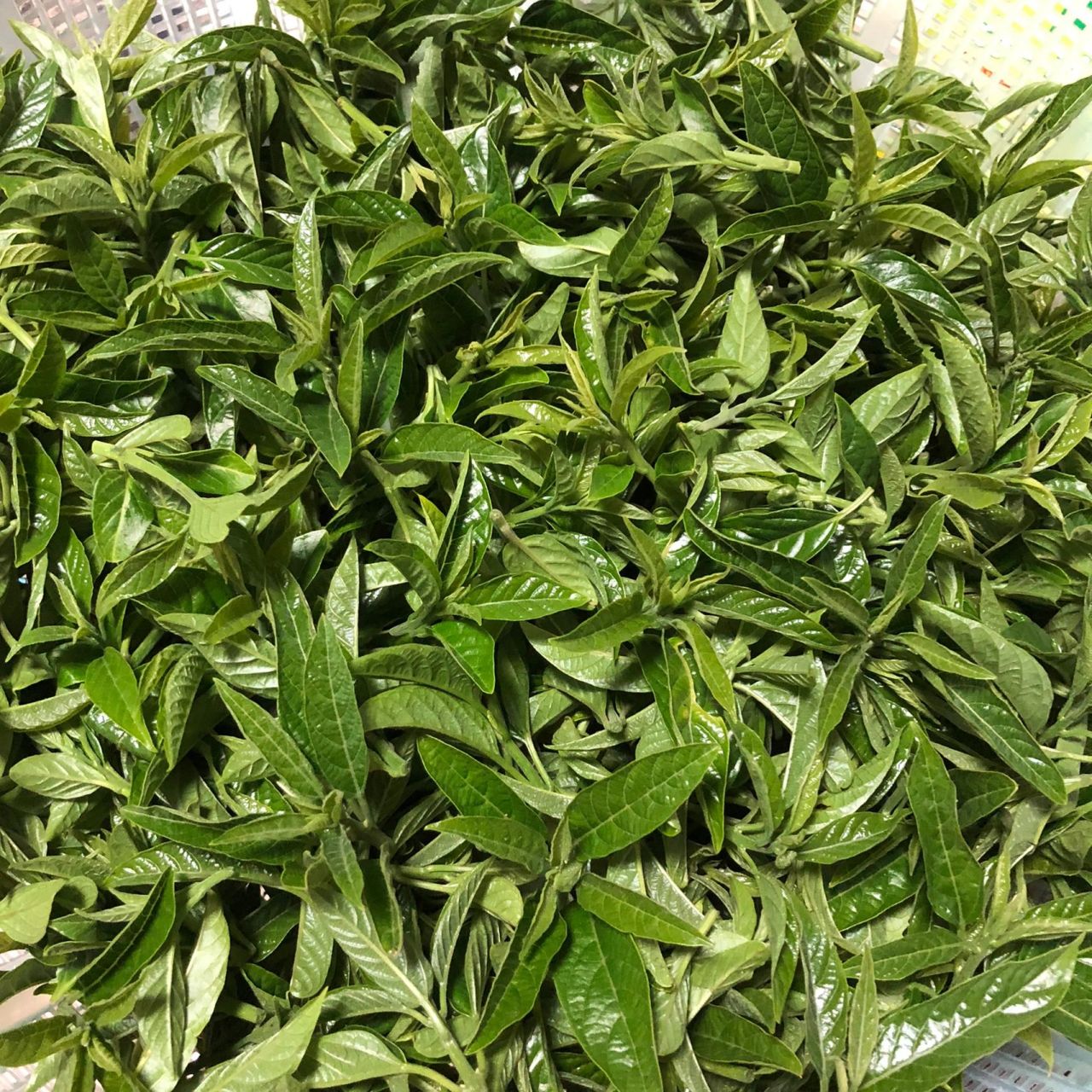 坐标浙江温州这种野菜60一斤  我们温州叫它青草心,不知道学名叫什么