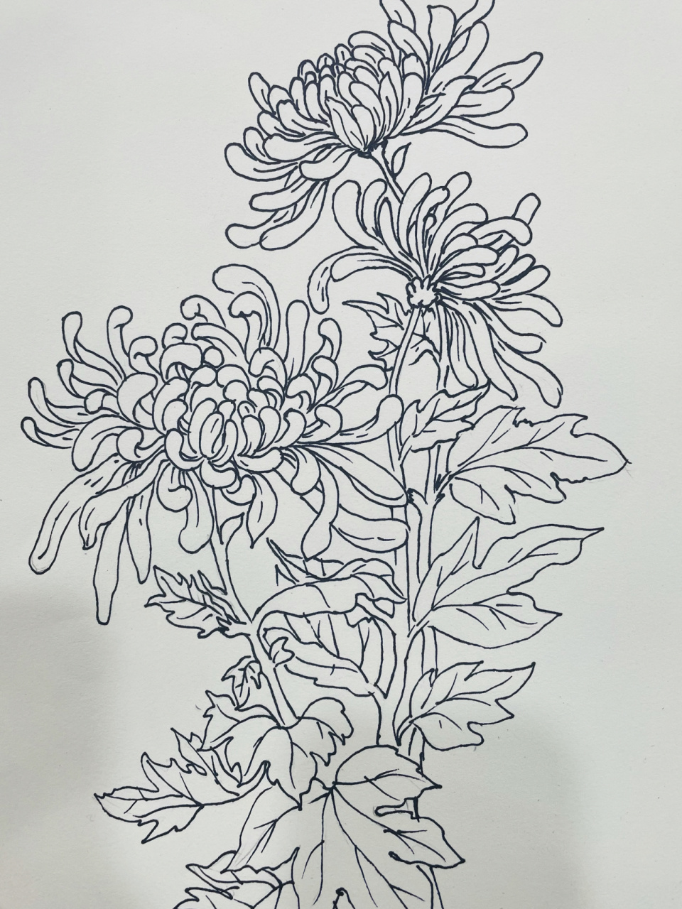 彩铅 菊花 采菊东篱下 悠然见南山