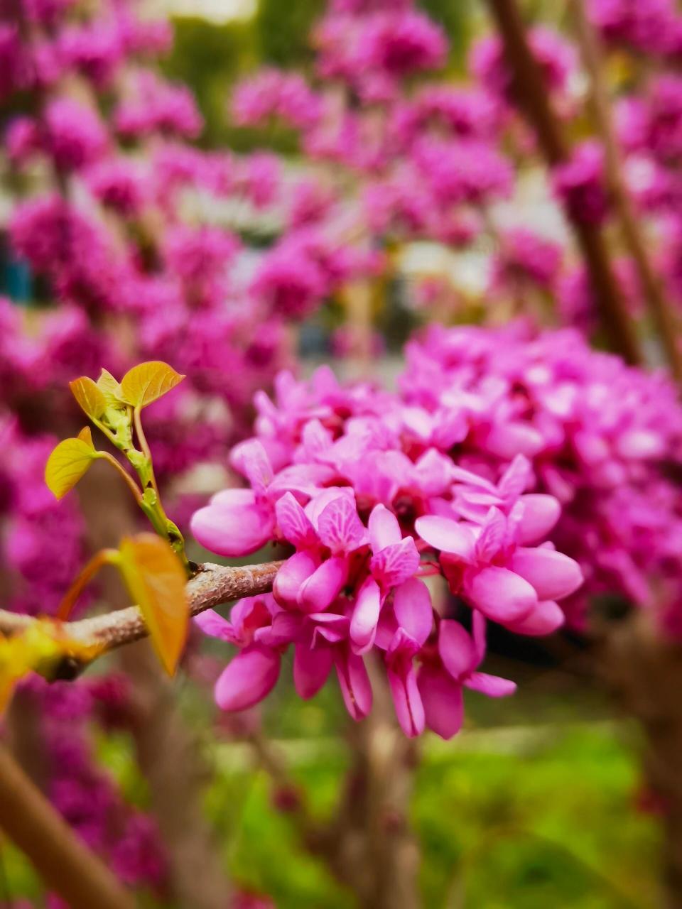 紫荆花高清图片真实图片