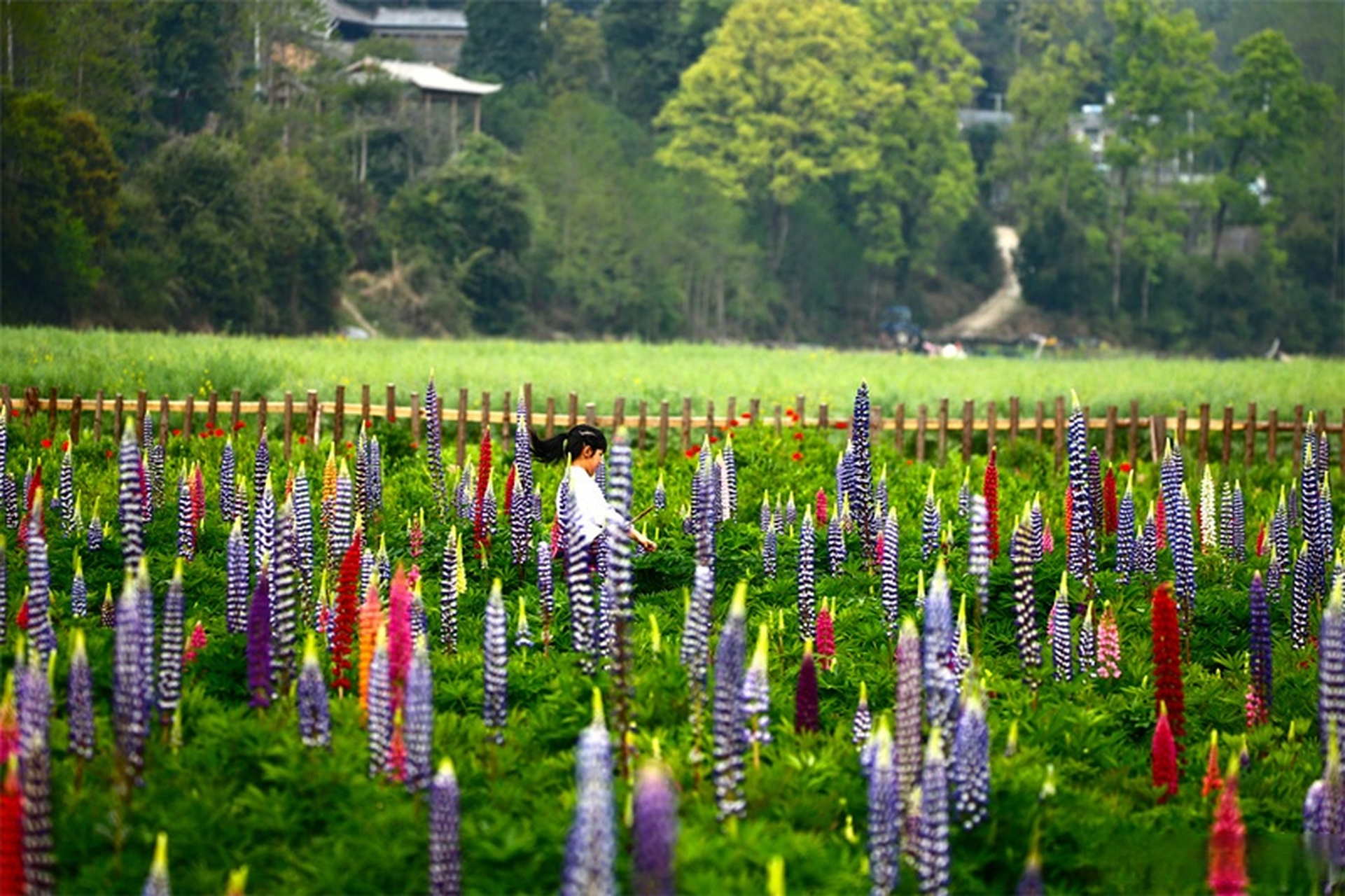 【腾冲龙川江畔鲁冰花开正艳】四月,正是腾冲鲁冰花盛开的季节,成片