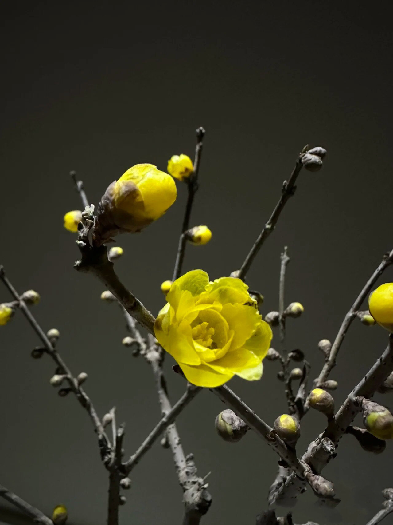 几张漂亮的腊梅花图片