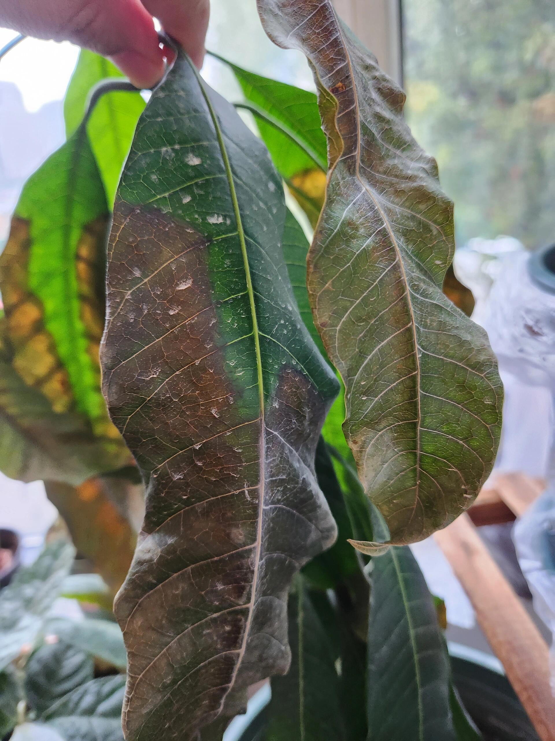 新叶子刚长出来就会变黑然后干枯掉(如图).