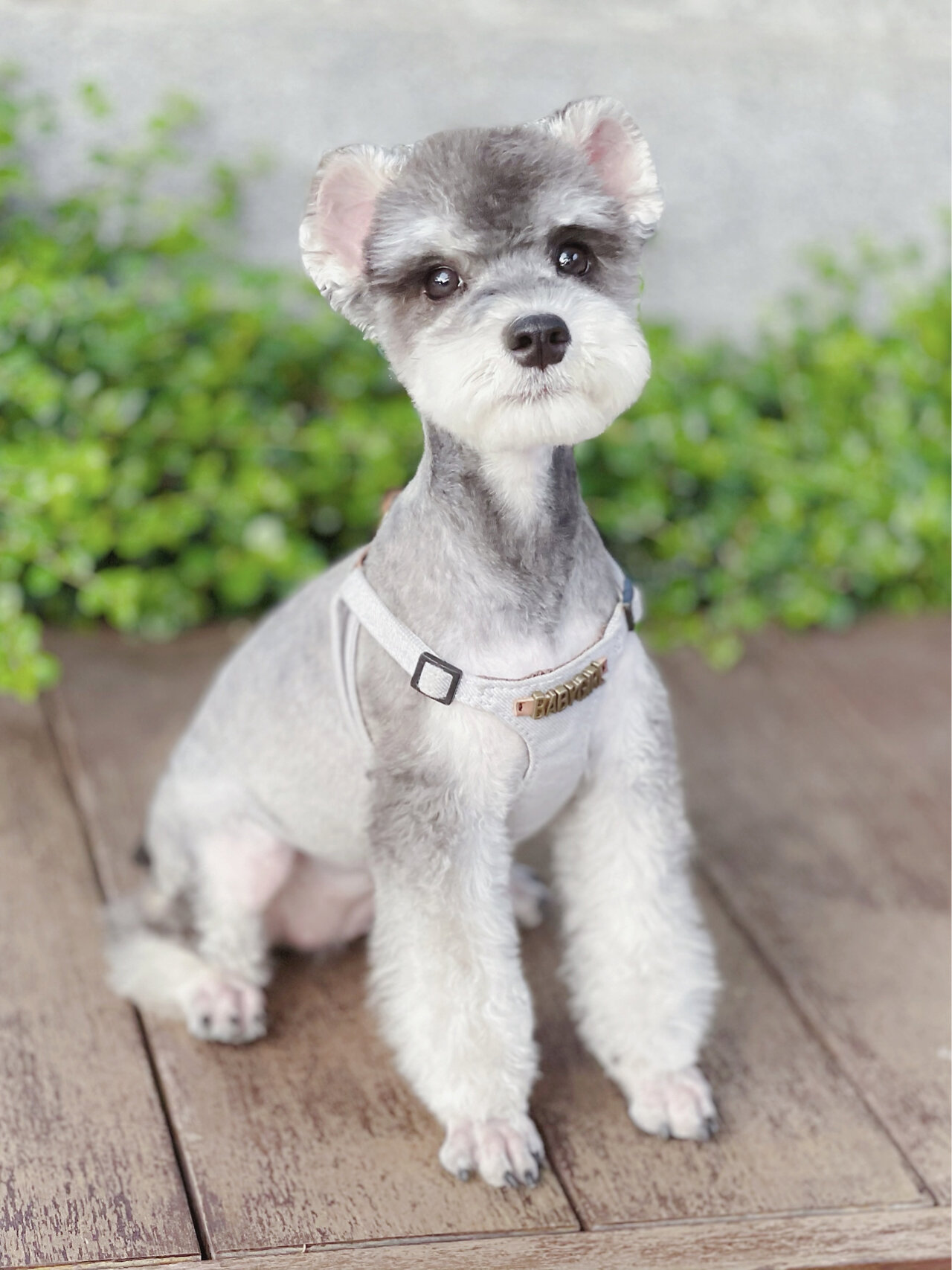 关于雪纳瑞妹妹的米奇耳,有这几点想说