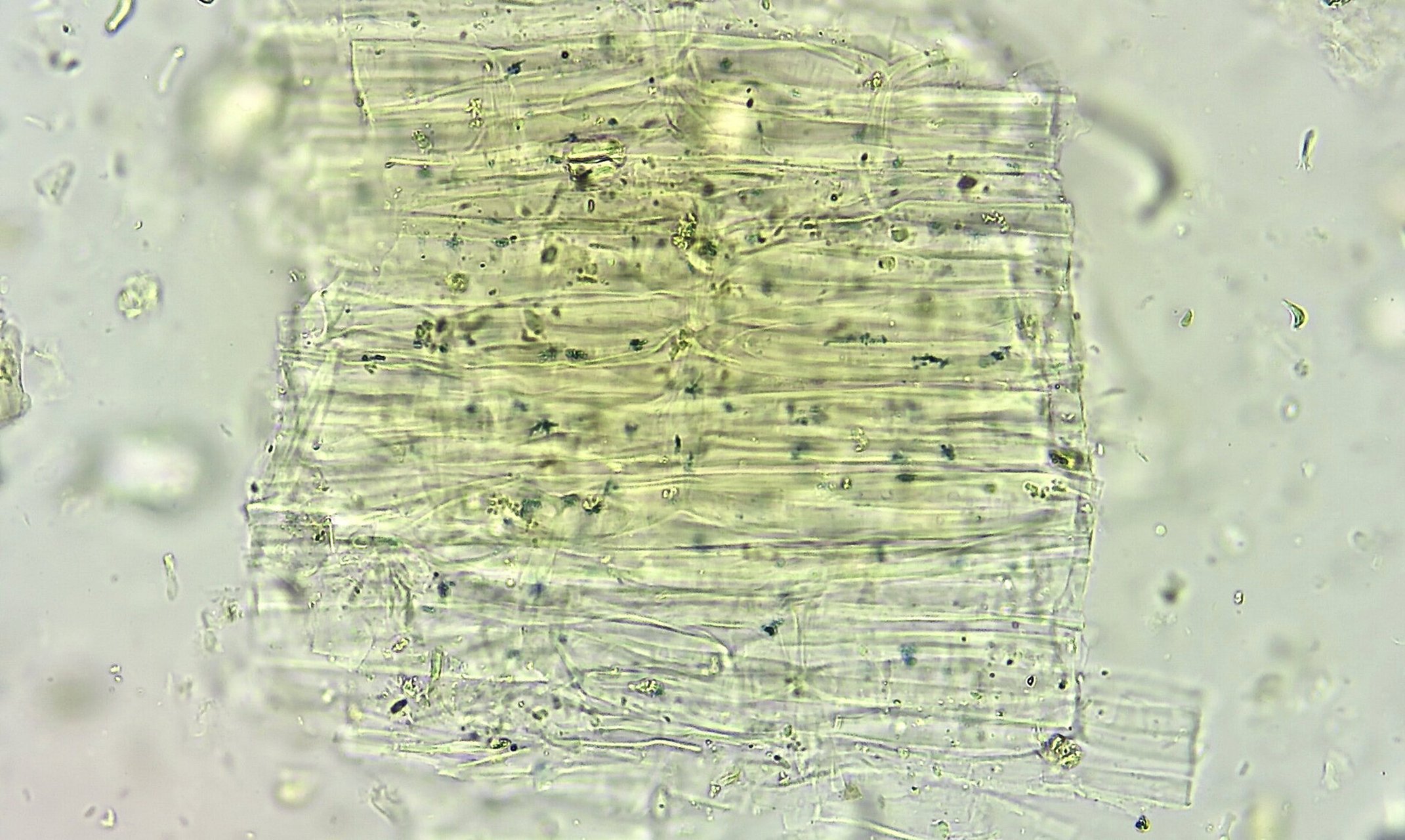 翻一翻以前的做的粉末显微鉴定-大青叶 大青叶来源于十字花科植物菘蓝