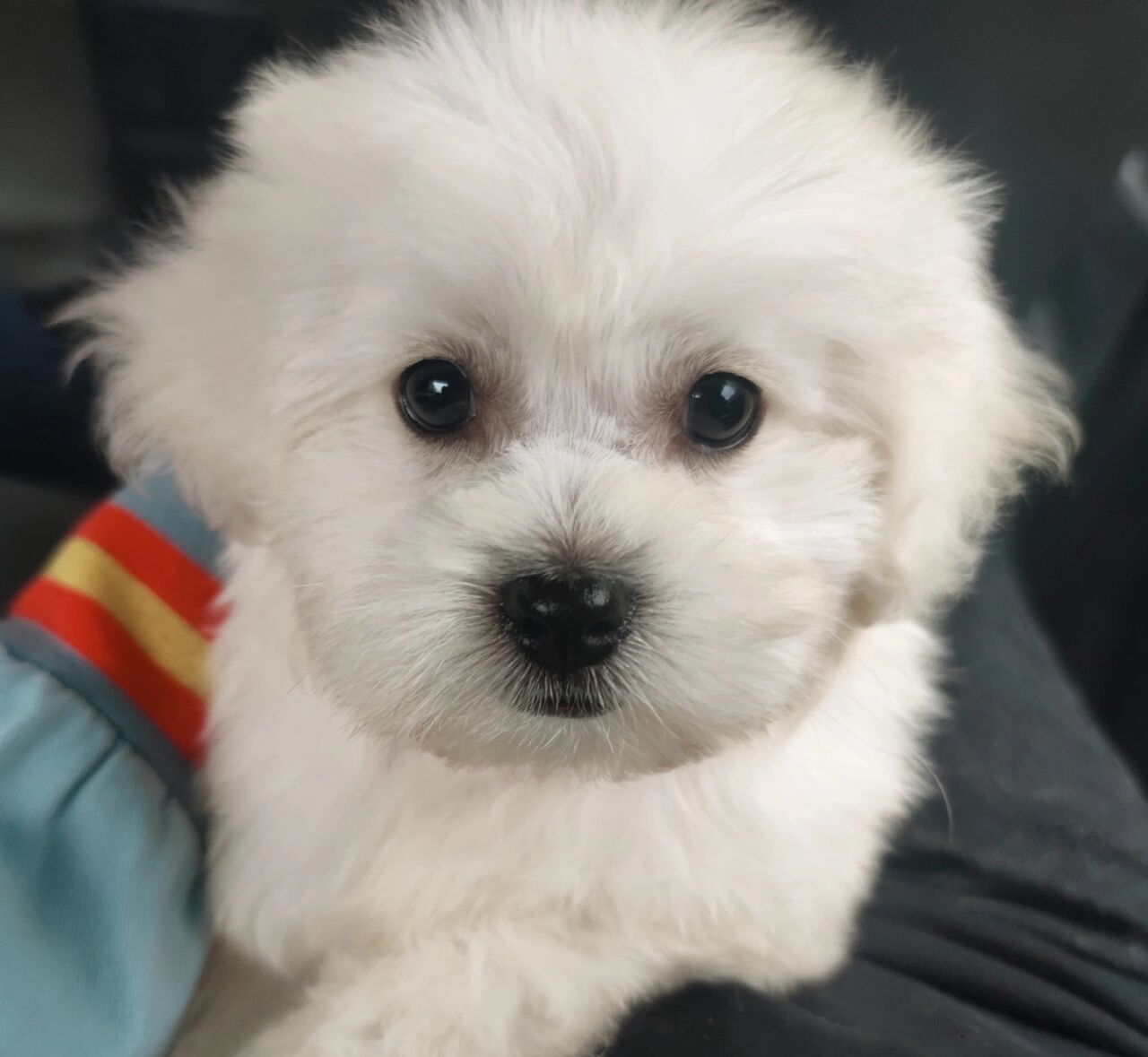 比熊泰迪串串长大后会是什么样子呀 两个月啦,肖恩是一只比熊和泰迪的