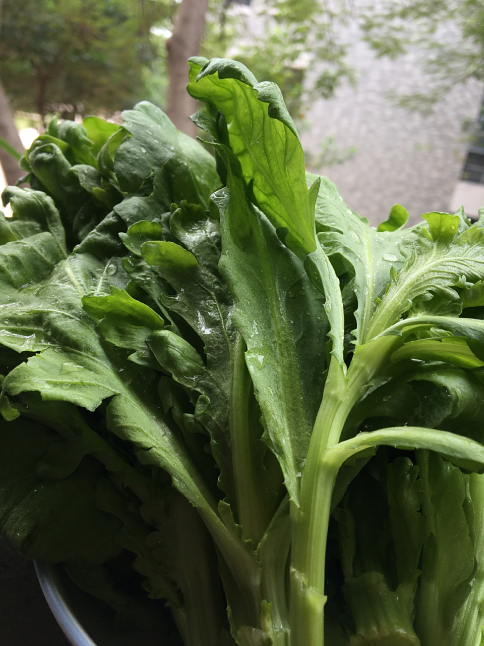 大寒·冬菜·茼蒿 茼蒿菜,只成熟在冬日里.