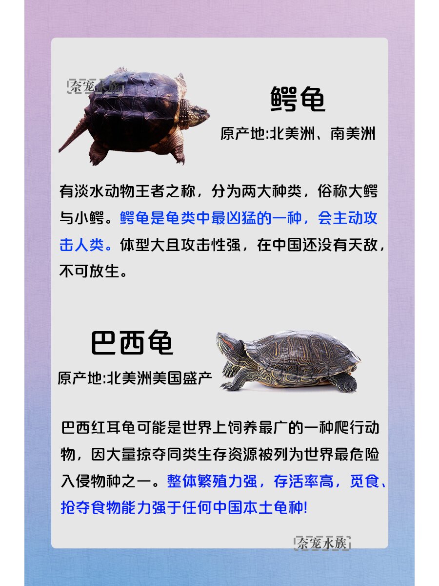 乌龟放生图片