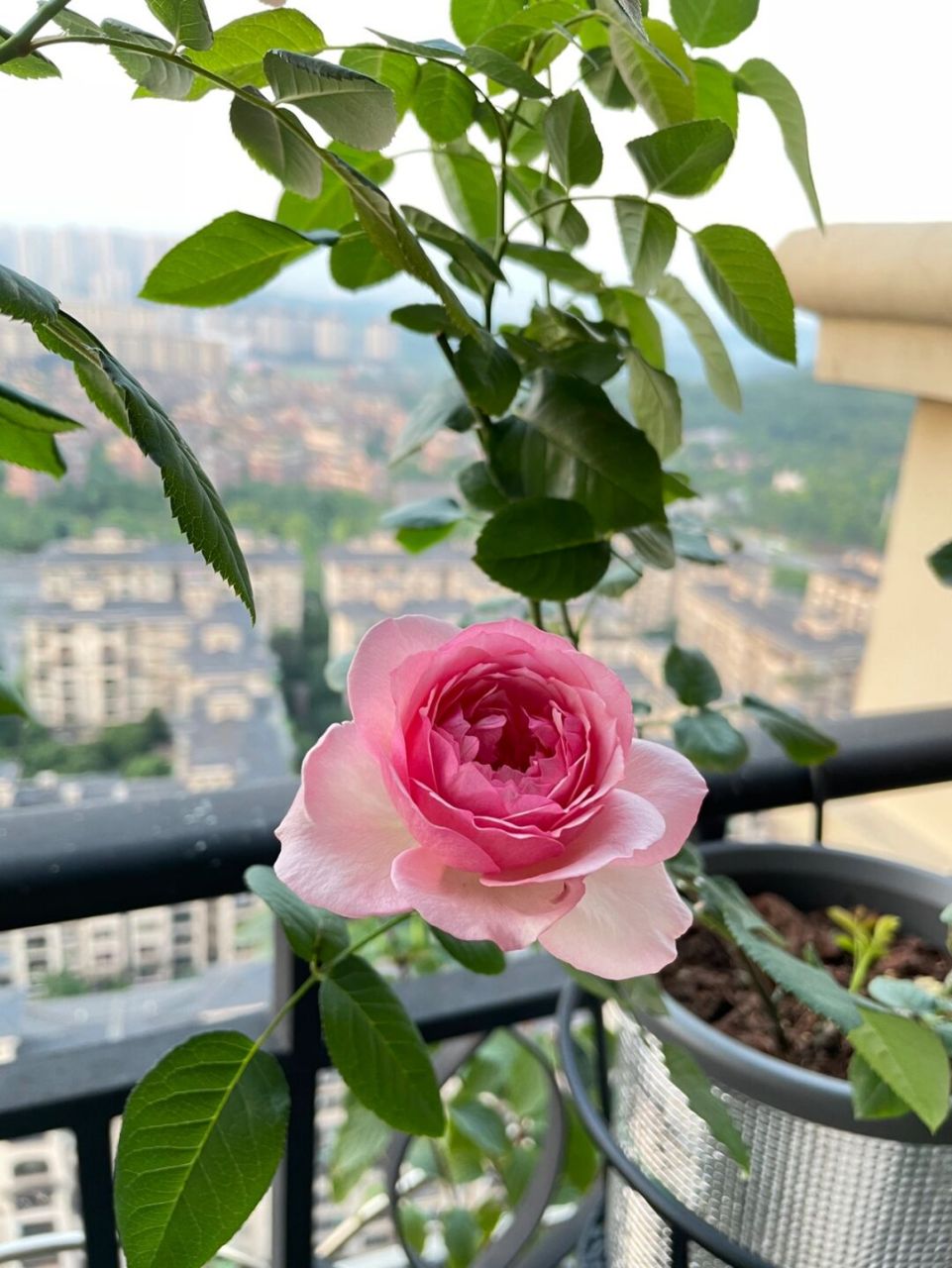 重庆阳台月季之新浅樱桃 花型花色都非常完美 夏花一日散 没什么香味