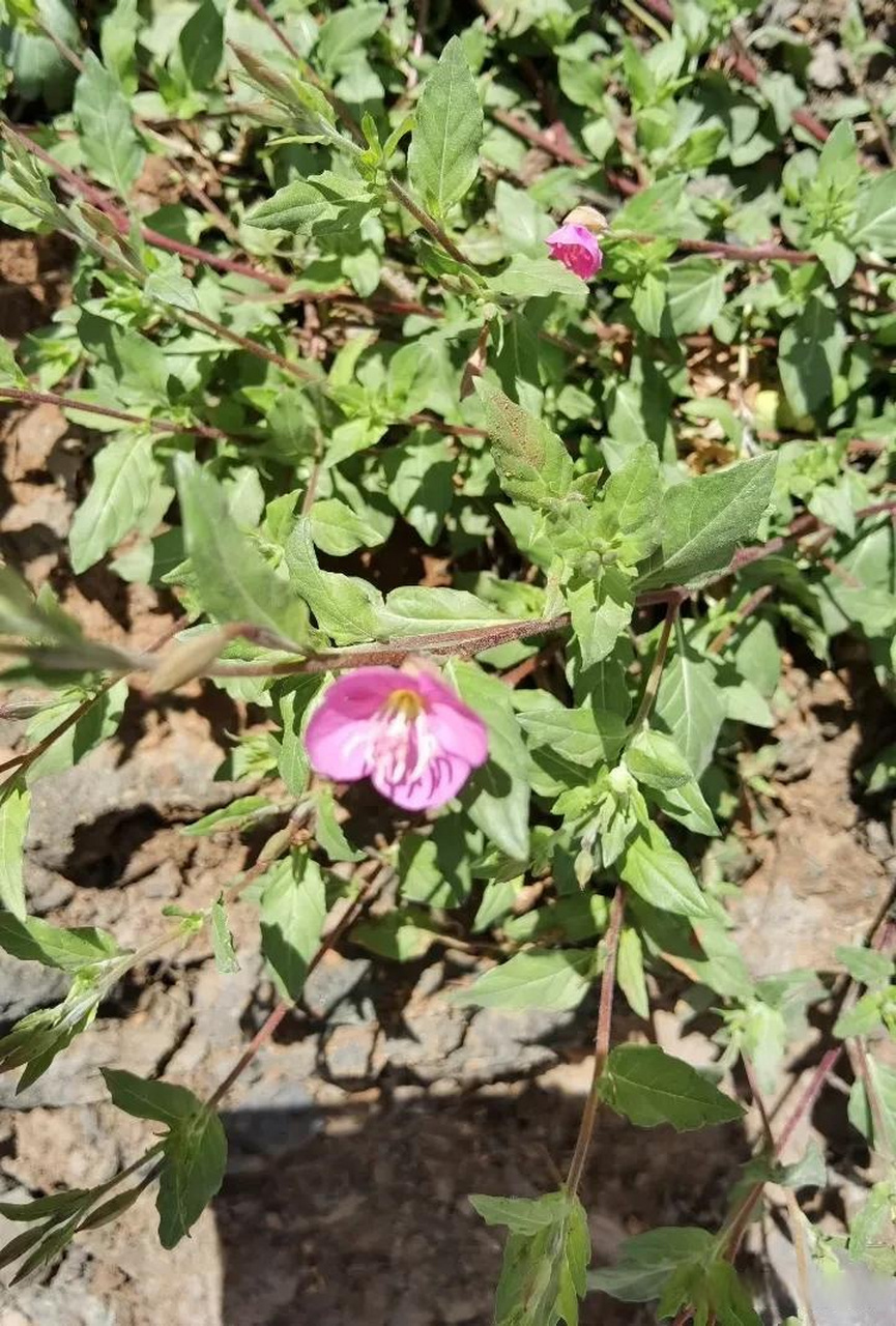 粉花月见草还是一味良
