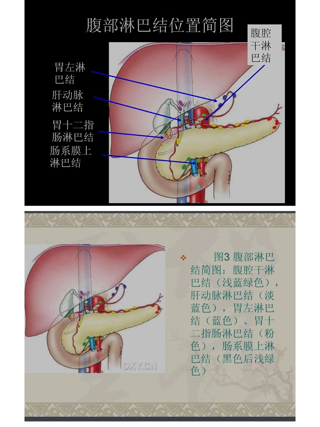 腹部淋巴结位置简图