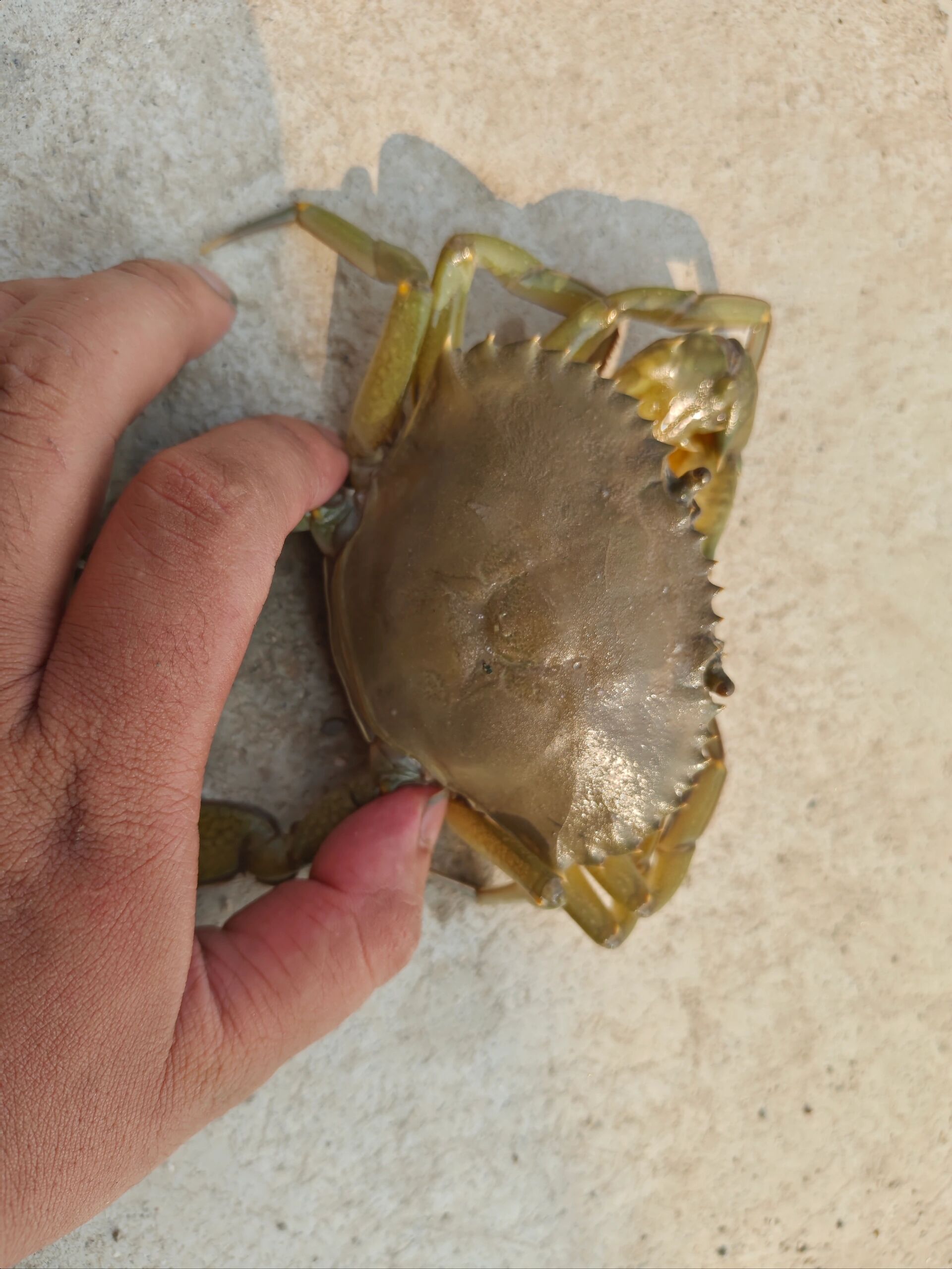 南汇新城抓大青蟹