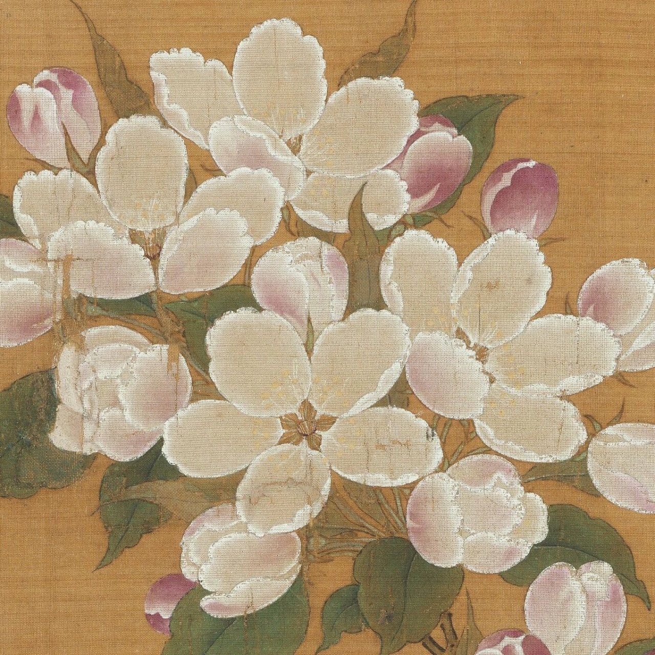 画中有西府海棠一枝,其花或灼灼盛开,或含苞欲放,花之设色,白粉为底