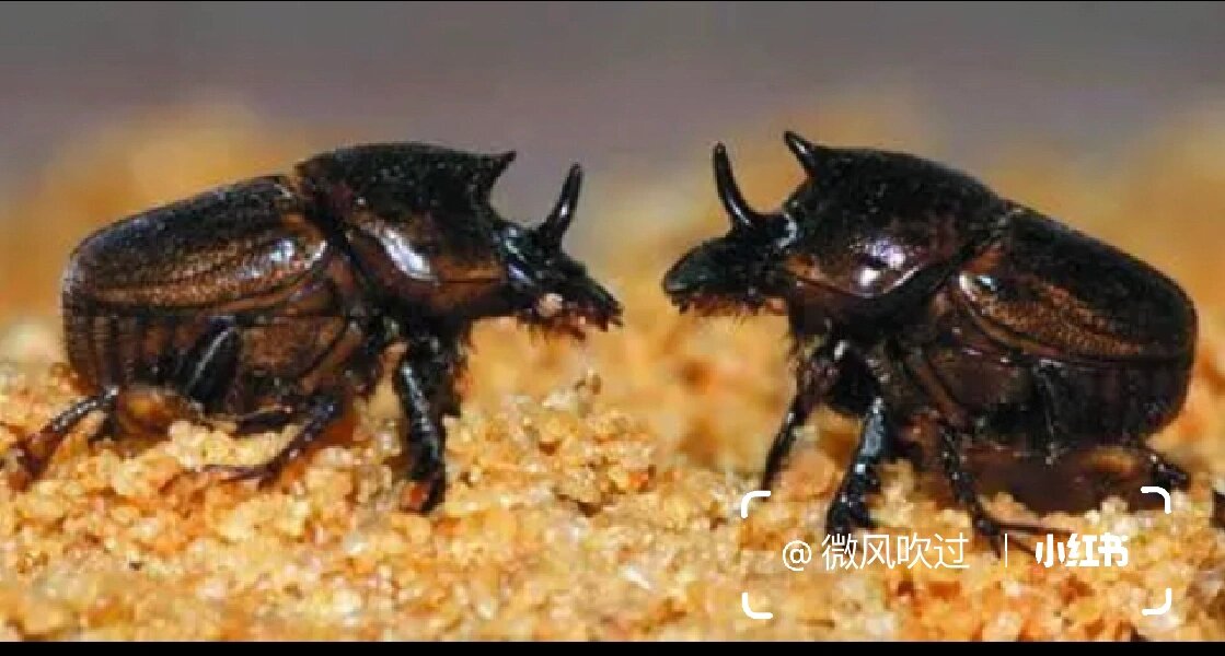 昆虫记_西班牙蜣螂