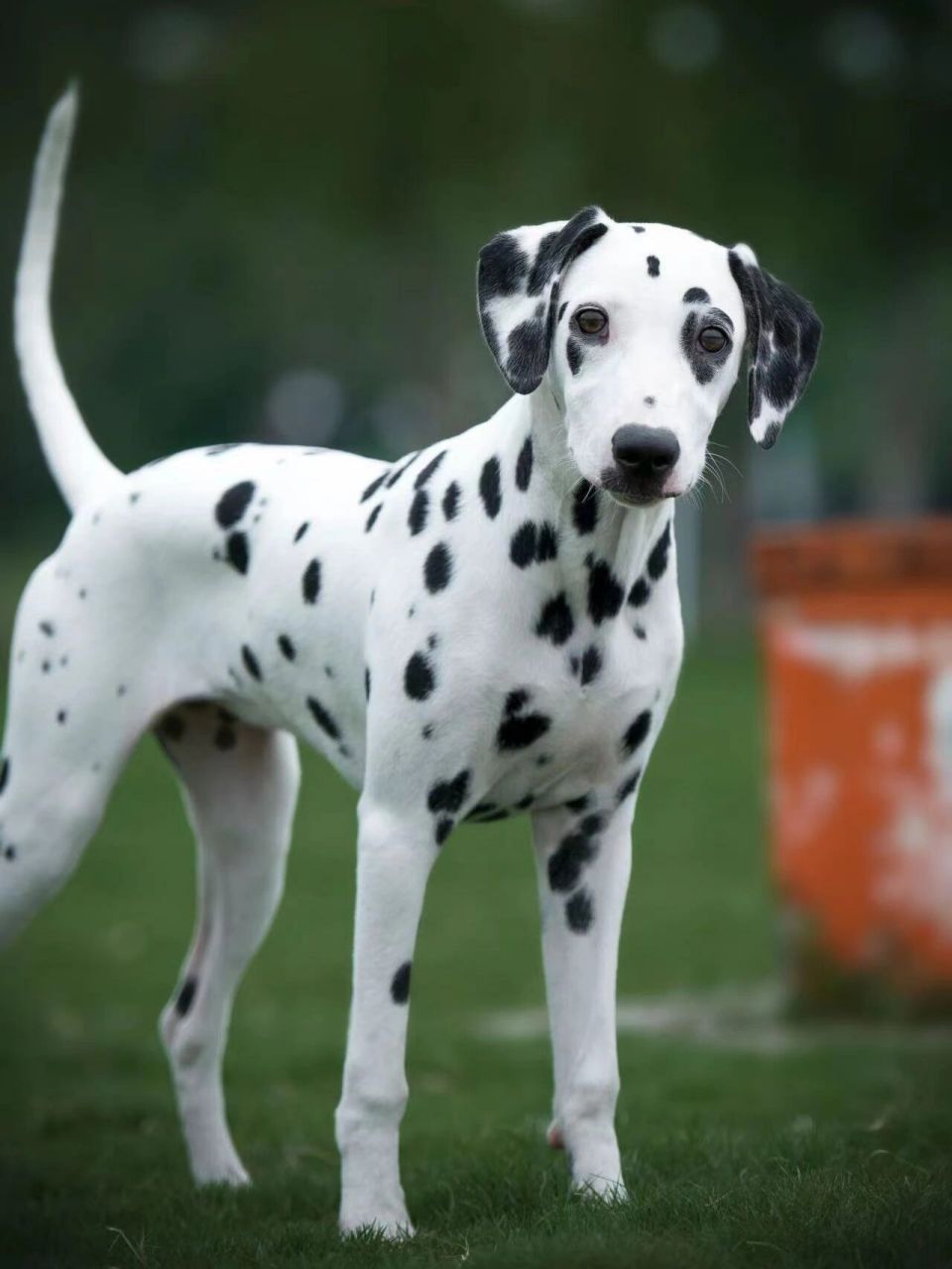 小狗小狗 #我家宠物好可爱# #大麦町犬# #斑点狗