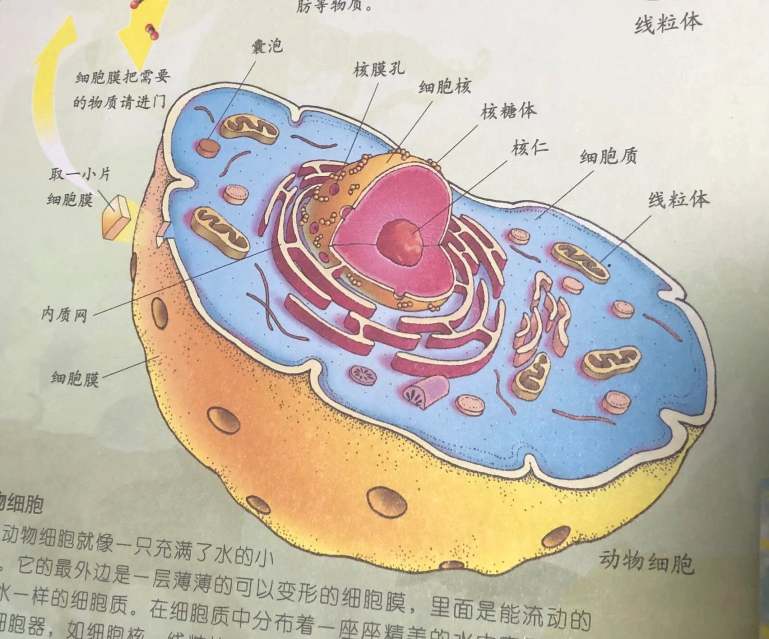 辣椒细胞结构图图片