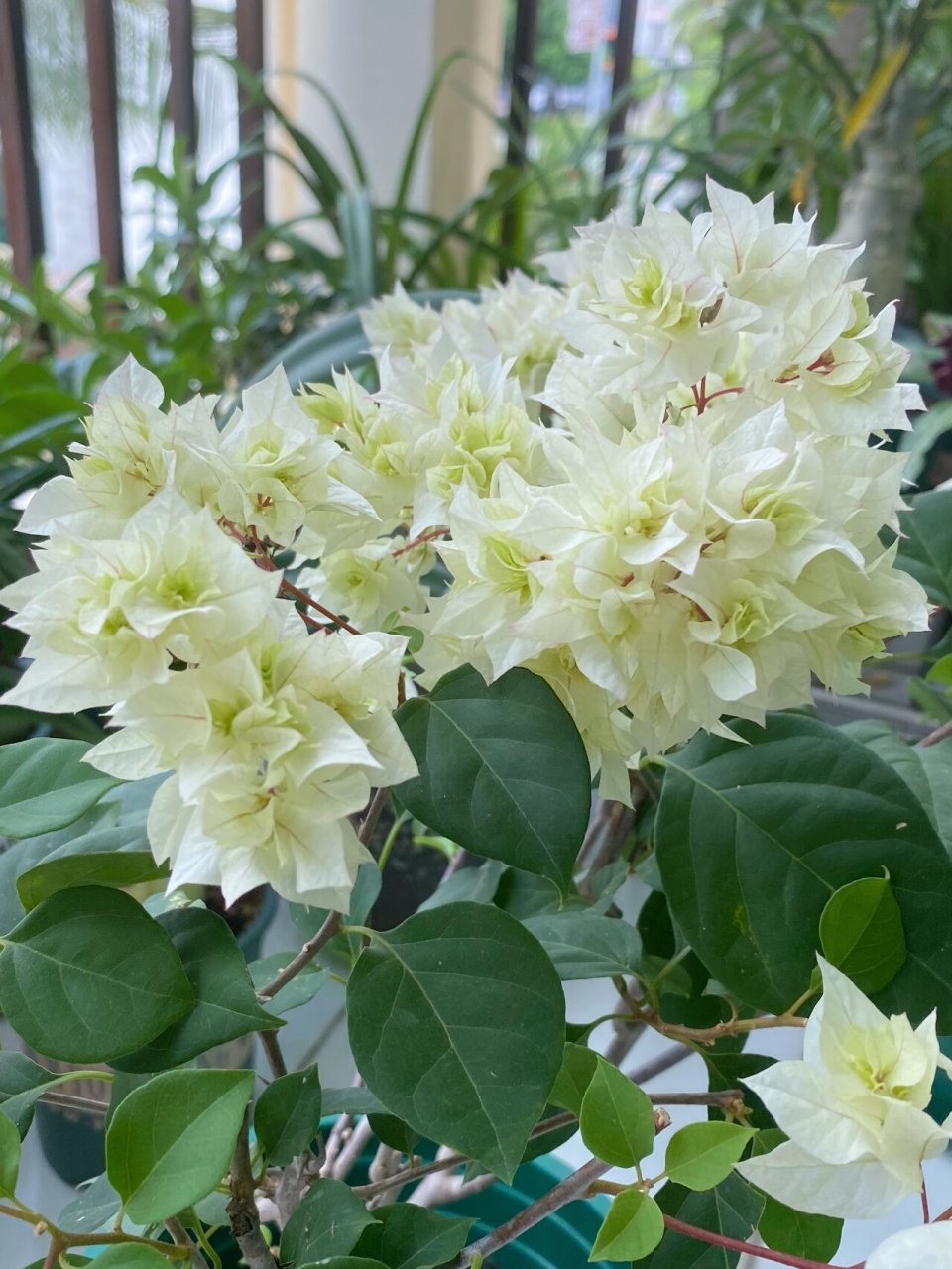 三角梅 | 重瓣怡景 据说重瓣怡景的母本是绿叶樱花 它的特点和绿樱一