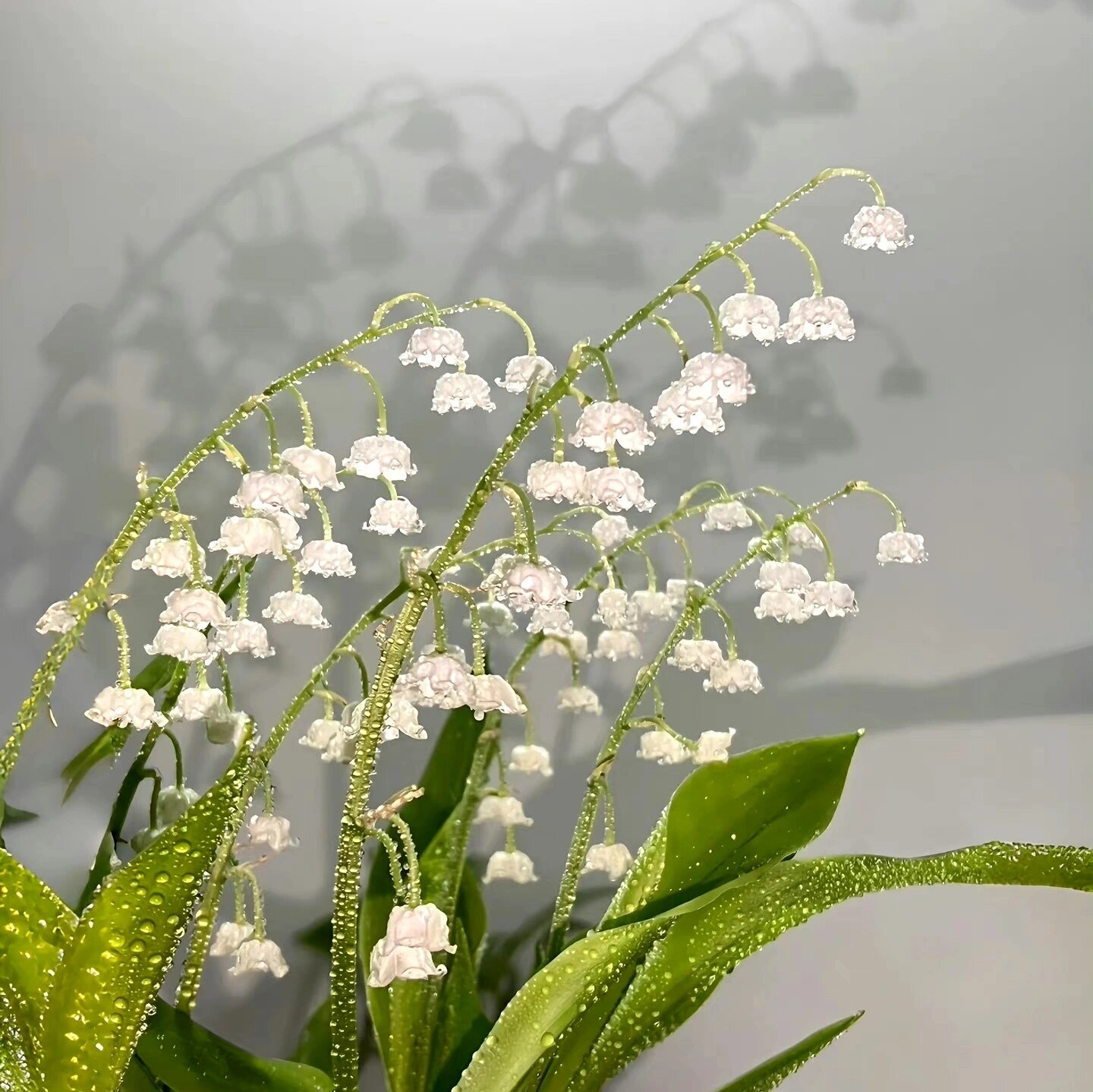 头像|铃兰花  铃兰花的花语是:幸福归来.