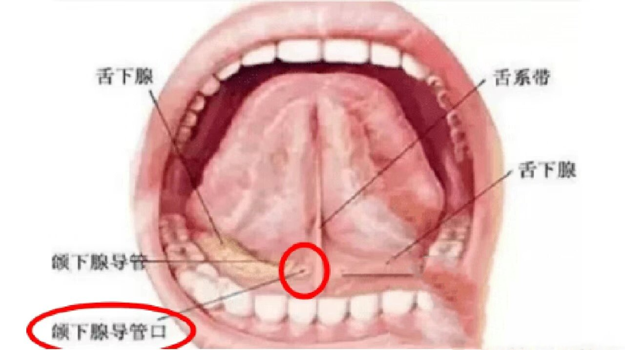 舌头腺体图片