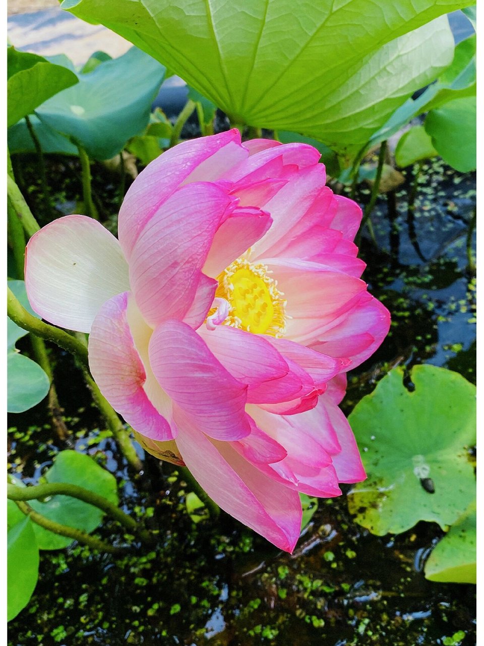 就想知道有多少小伙伴妈妈的微信头像是粉色荷花 看到好多人发跟妈 