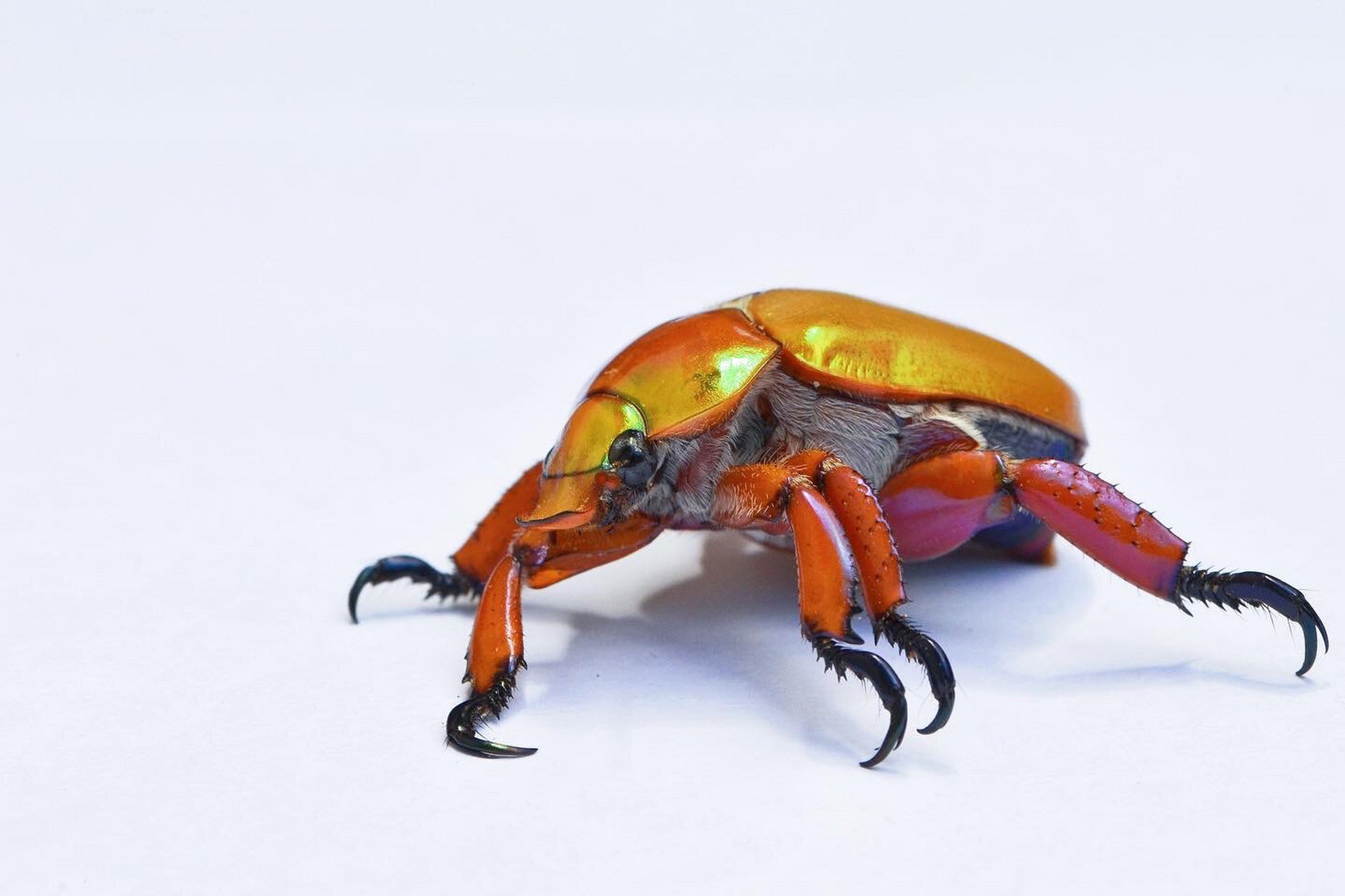 澳洲-国王圣诞甲虫 鞘翅目 金龟子科 标本 king christmas beetle