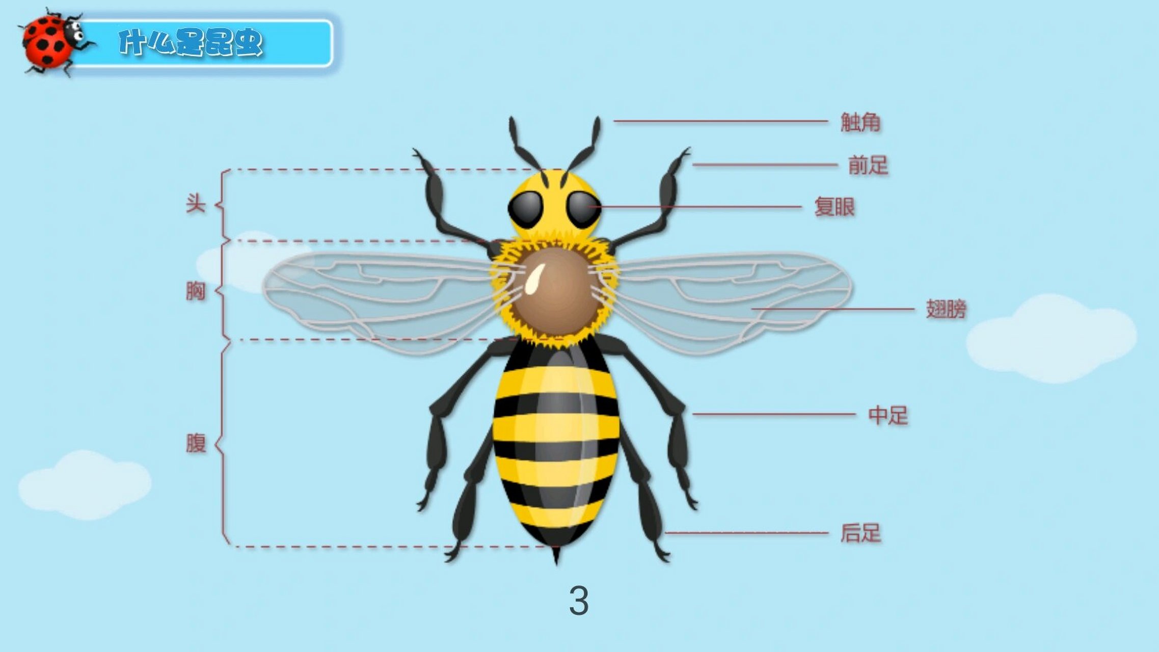 认识昆虫ppt图片