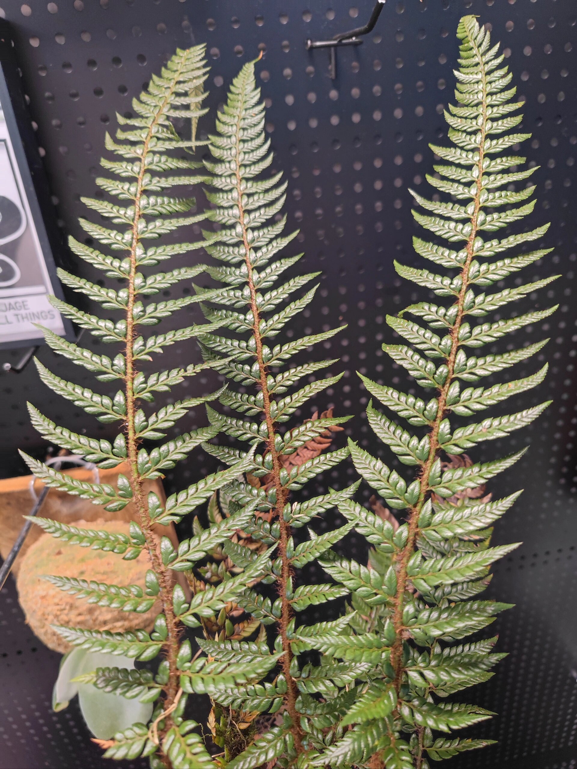 革叶耳蕨 稀有原生蕨类 叶片深油绿 非常有质感