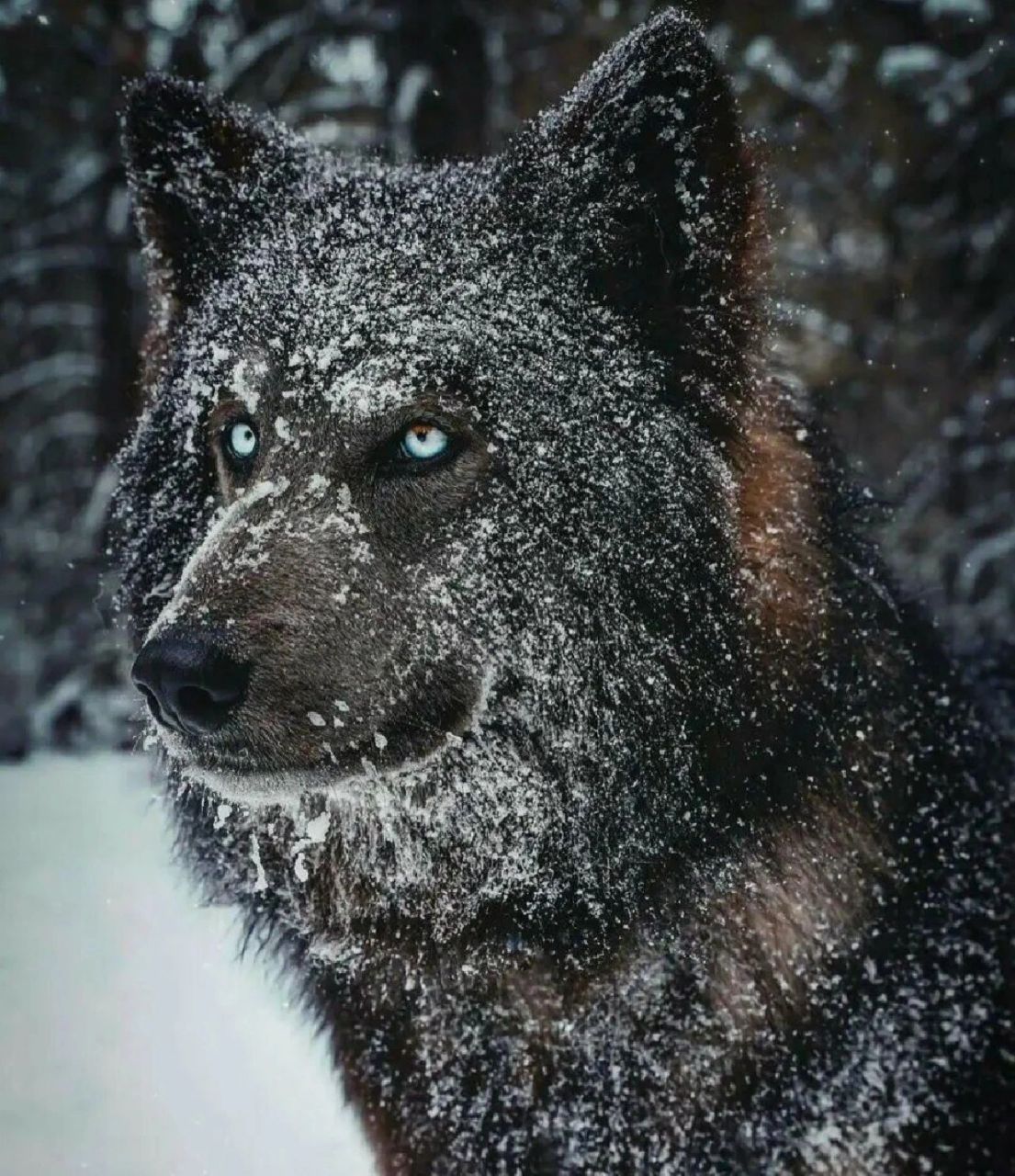 炒到一万一只的蓝湾牧羊犬 请冷静消费