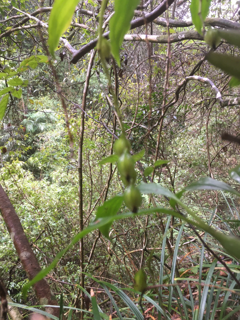 单叶石橄榄开花图片图片