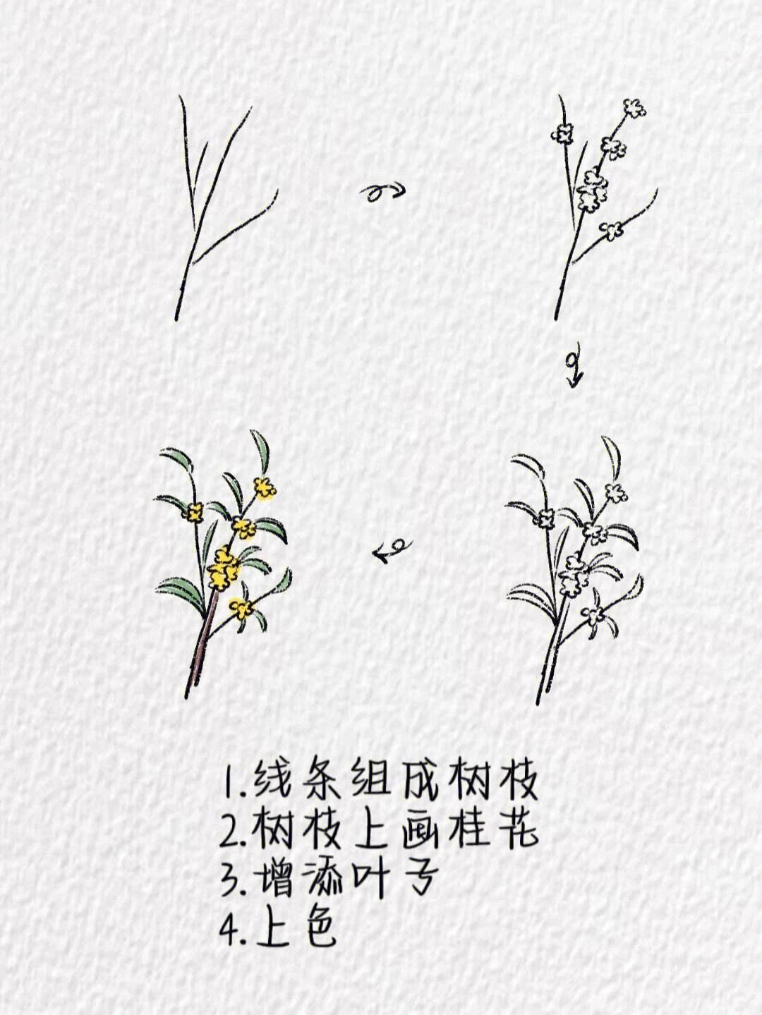 一朵桂花简笔画图片