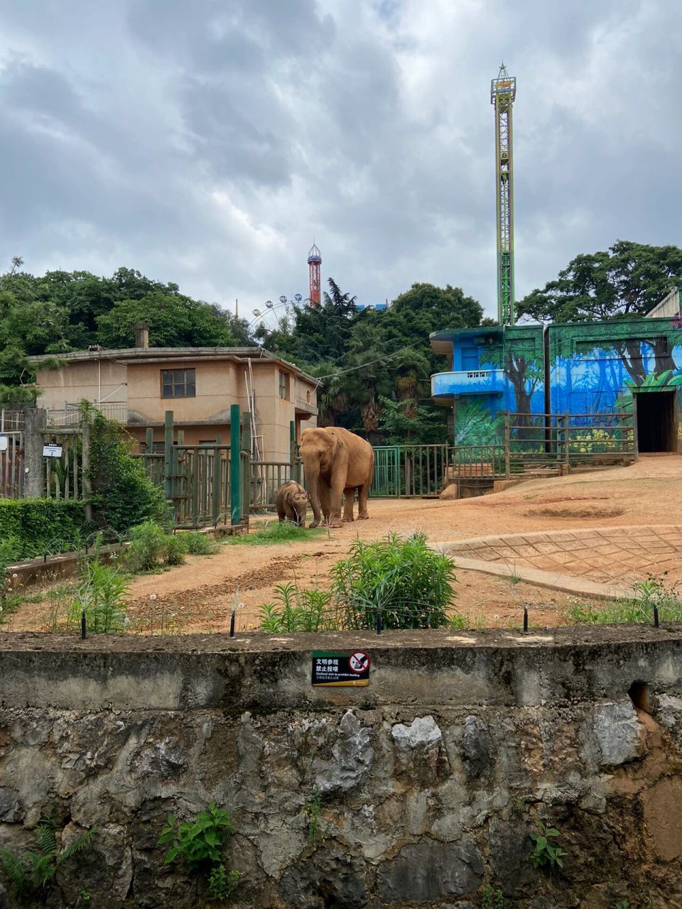 今天带娃去昆明动物园,大象馆原来莫坡和欣愿这边有一只母象带着一只