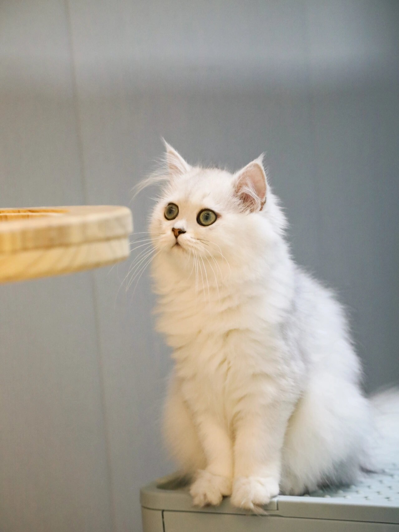 金吉拉猫的体型比波斯猫娇小,有着一身浓密丰厚的绒毛,眼睛又大又圆