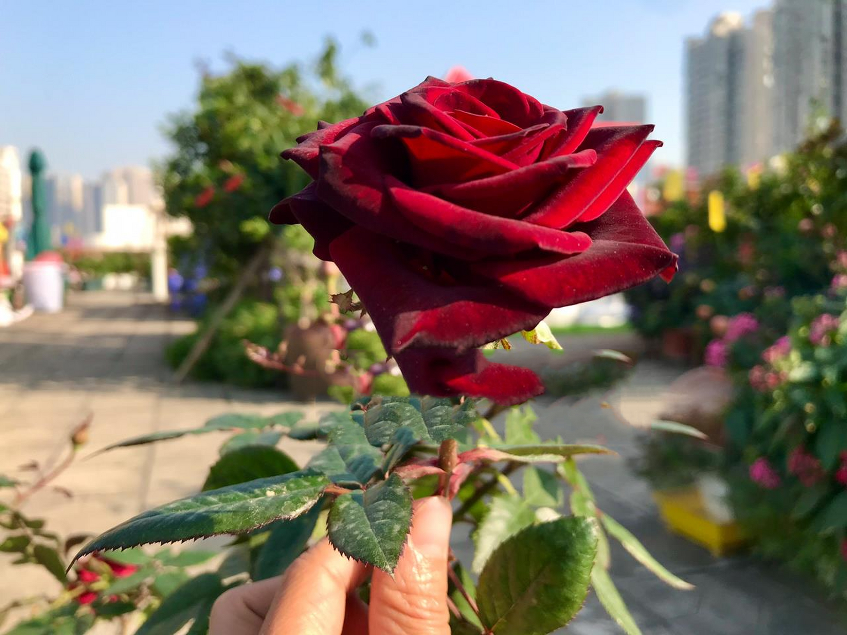 黑魔术月季/深红带黑/花瓣天鹅绒质感/切花 一开始我对这种黑红黑红的
