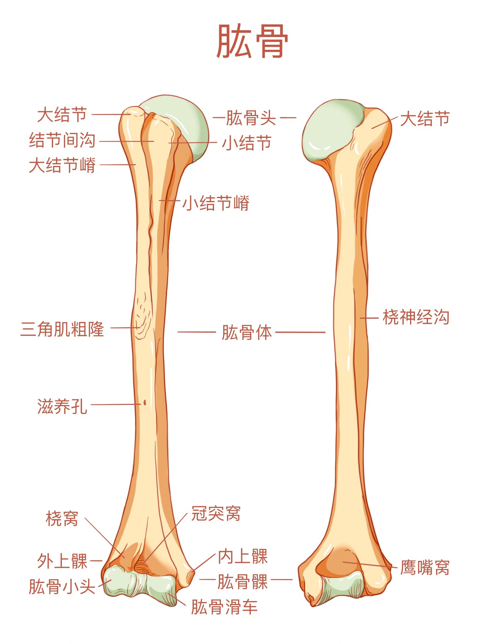 尺骨桡骨解剖图手绘图图片