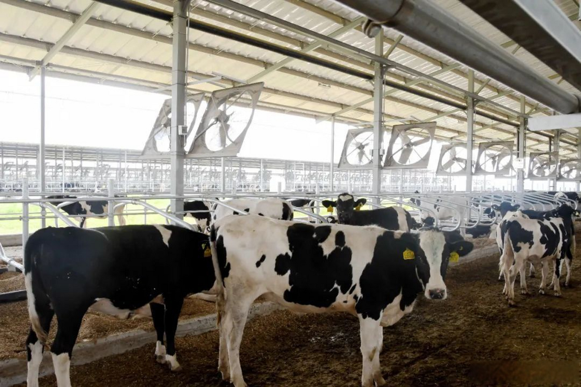 汝阳城事# 【伊利优然首批奶牛落户汝阳】近日,在位于蔡店乡的伊利优 