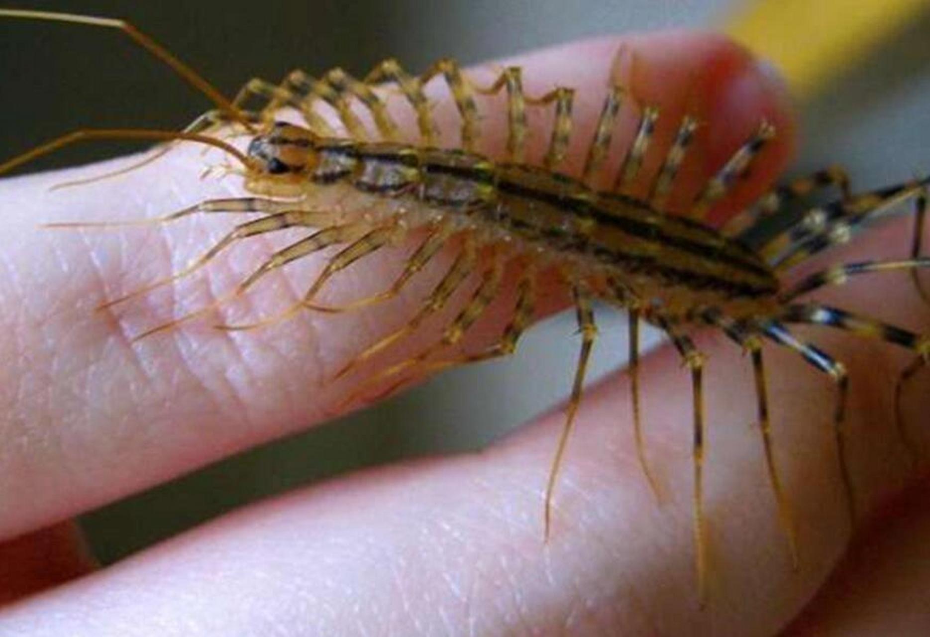 蚰蜒怎么除 蚰蜒这种虫子也叫" 钱串子"," 千足虫" ,因为它们有很多足