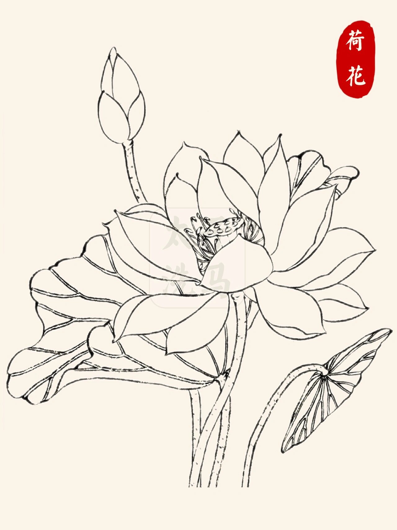 国画入门|💐线描/白描花卉合集👉持续更新‼️ 📖今天分享