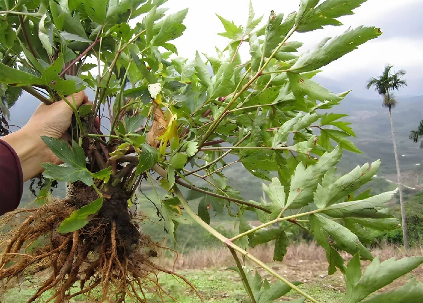 为伞形科植物当归的干燥根.