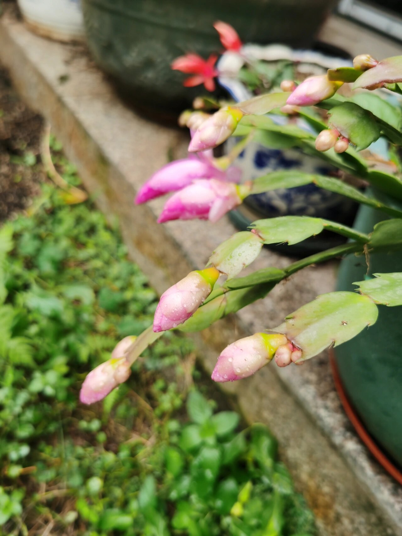 洛神花发芽了 我种的洛神花发芽了.这是我第二次种洛神花.