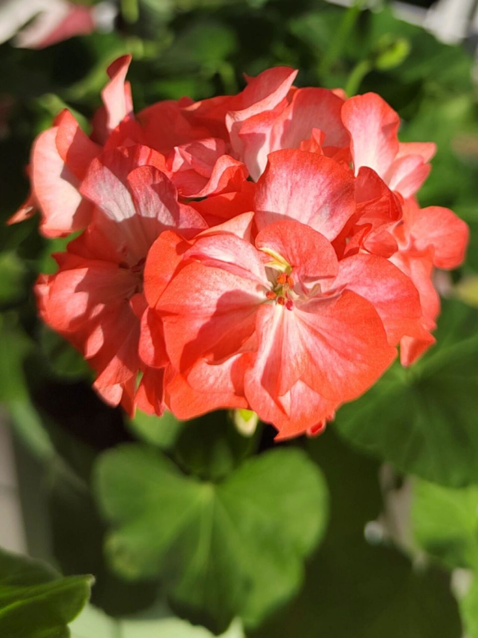 天竺葵98英格丽德 阳光下的英格丽德,饱和度特别高的艳橙色,靠近