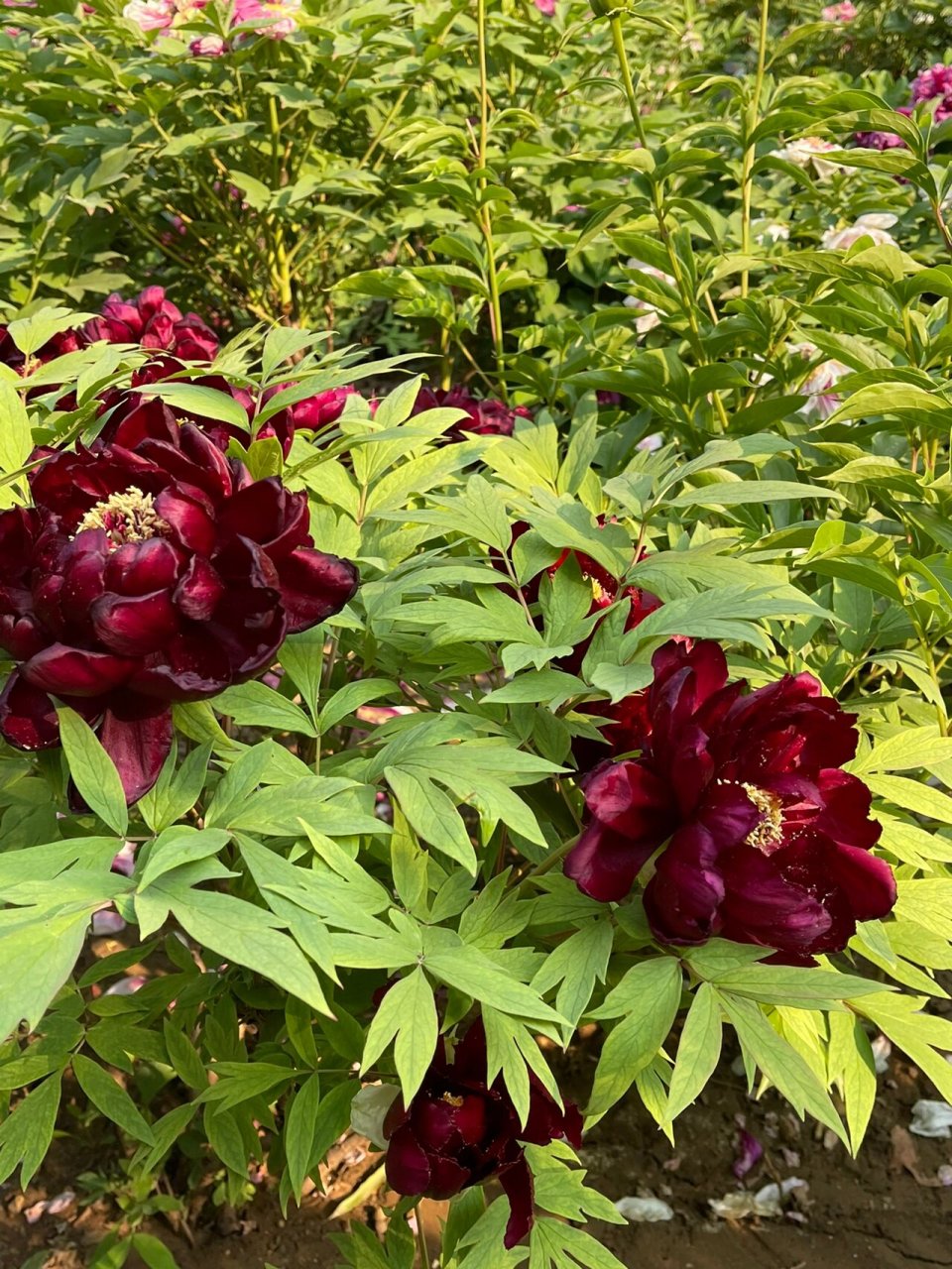 黑牡丹的花季—初乌2022 初乌花墨紫色,是色泽最黑的黑牡丹,花瓣带紫