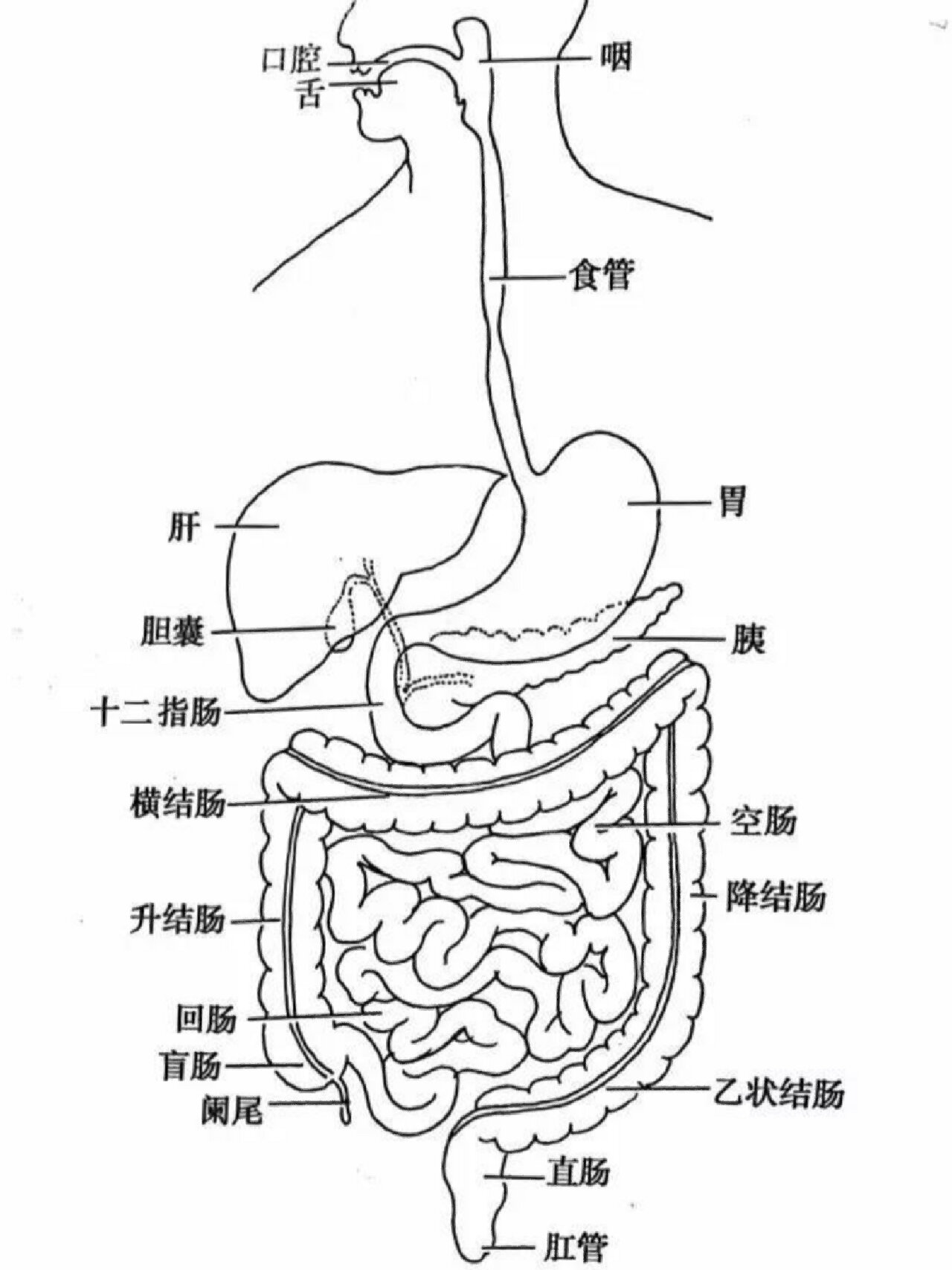 肛门到直肠的距离图片