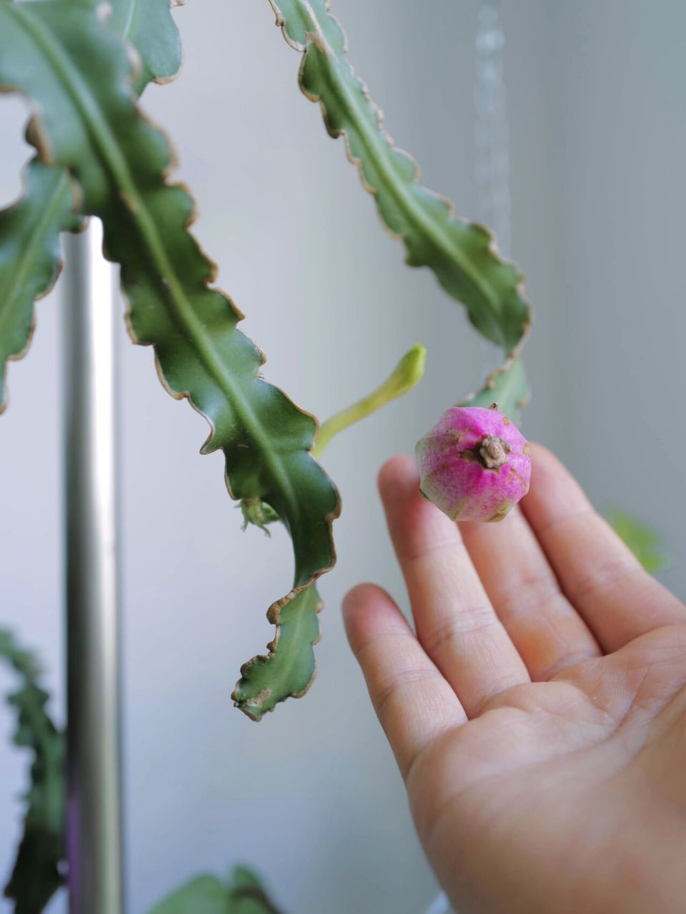 卷叶昙花 - 仙人掌科的植物 近日发现了它开败的花苞 果然"昙花"不