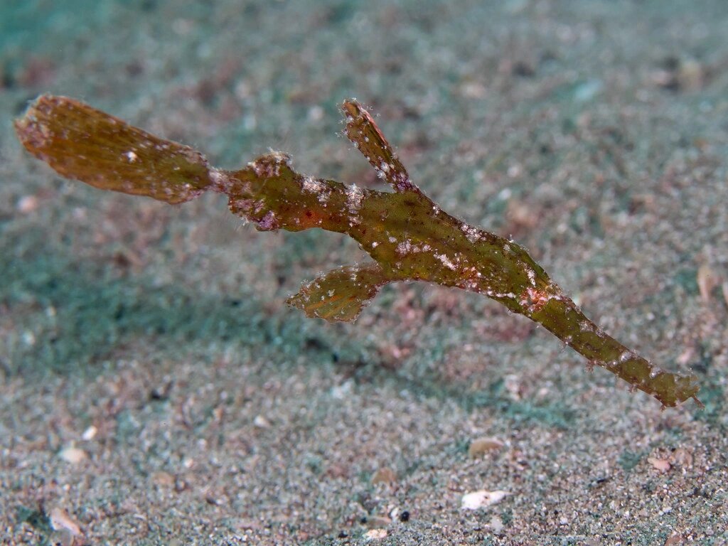ghost pipefish 剃刀鱼 也叫做 false pipefish, tubemouth fish 沟口