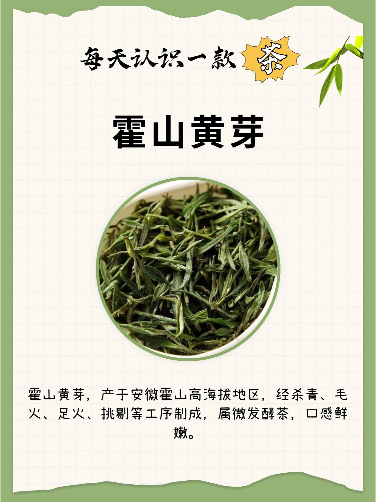 每天认识一款茶|安徽名茶系列之霍山黄芽