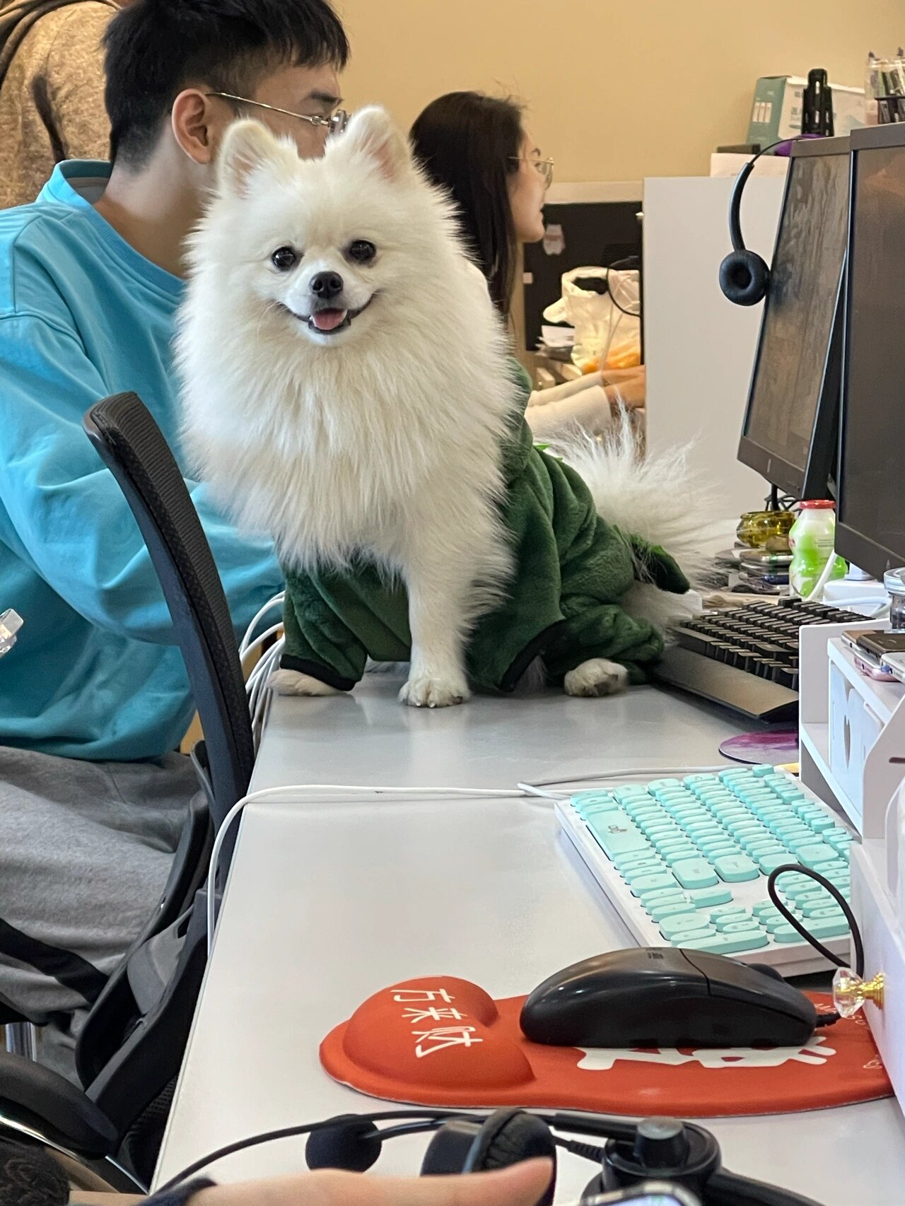 博美长得真好看 800块钱买的博美长大了多好看天使宝贝