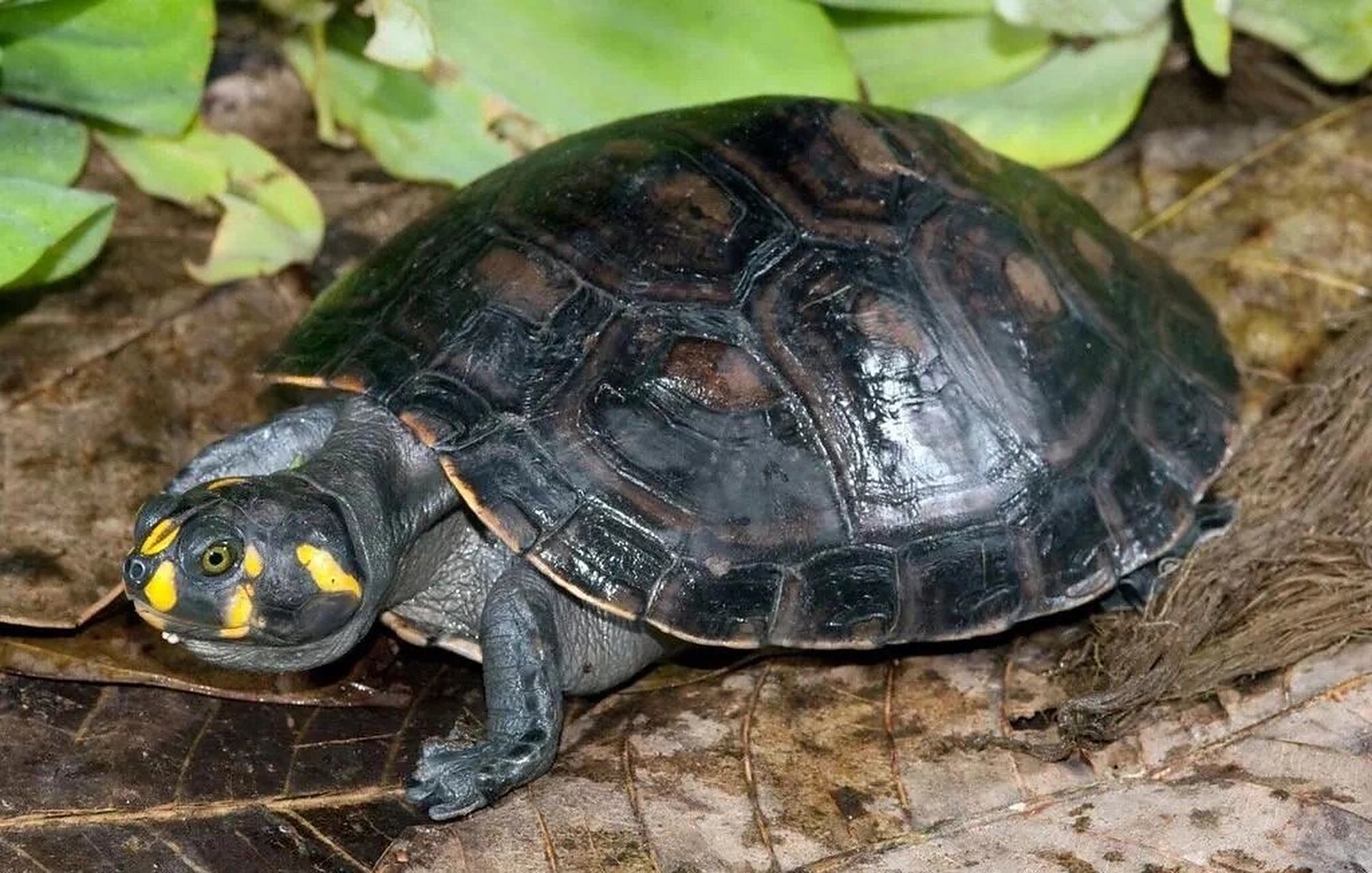 黄头侧颈龟 | 南美河流中的忍者神龟 黄头侧颈龟,学名:podocnemis
