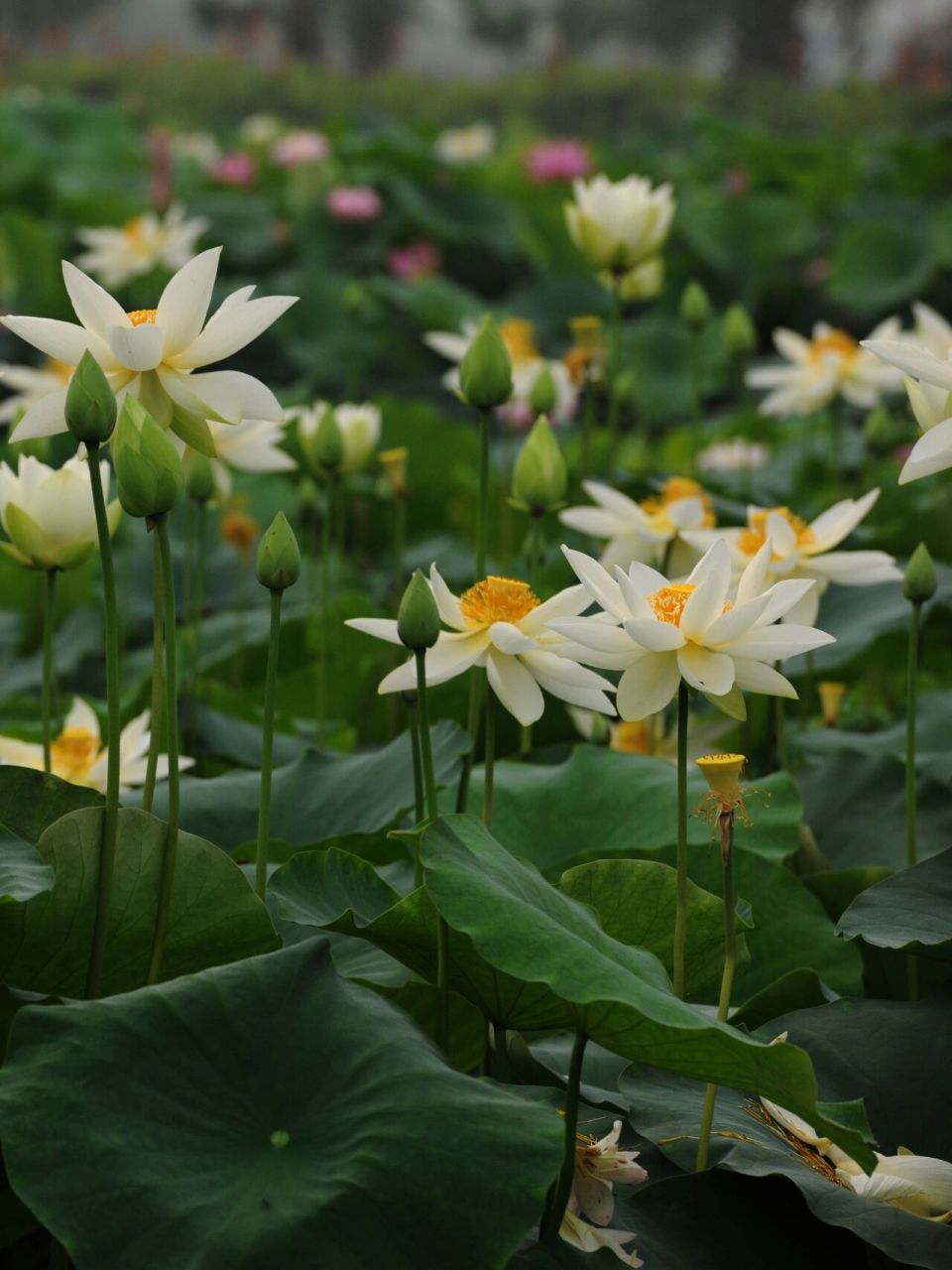 赏荷季|来盘龙荷花海91赴一场盛夏之约 96【盘龙大观园】荷花园6
