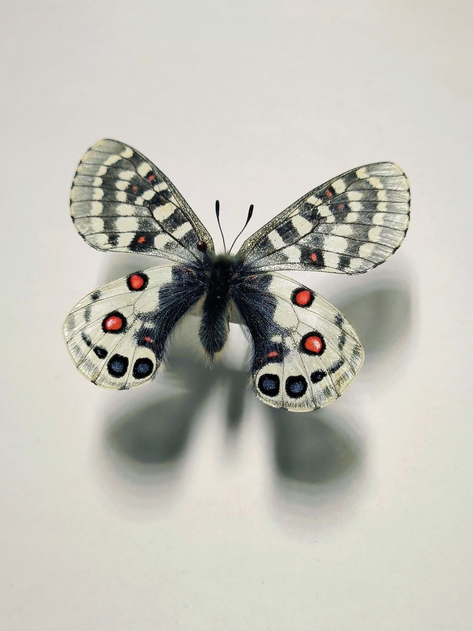 来自太白山的红色珍珠 珍珠绢蝶 采集信息:秦岭太白山 2022.